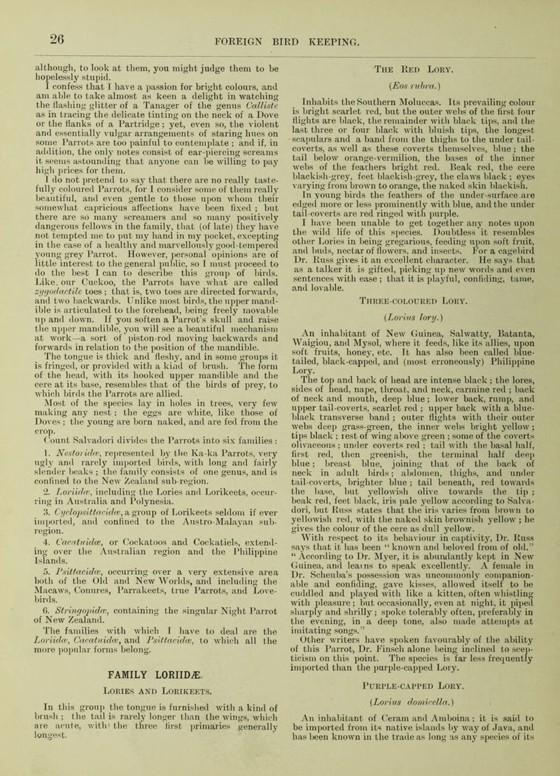 although, to look at them, you might judge them to he hopelessly stupid. I confess that I have a passion for bright colours, and am able to take almost as keen a delight in watching the flashing glitter of a Tanager of the genus Callistc as in tracing the delicate tinting on the neck of a Dove or the flanks of a Partridge; yet, even so, the violent and essentially vulgar arrangements of staring hues on some Parrots are too painful to contemplate ; and if, in addition, the only notes consist of ear-piercing screams it seems astounding that anyone can be willing to pay high prices for them. 1 do not pretend to say that there are no really taste- fully coloured Parrots, for I consider some of them really beautiful, and even gentle to those upon whom their somewhat capricious affections have been fixed ; but there are so many screamers and so many positively dangerous fellows in the family, that (of late) they have not tempted me to put my hand in my pocket, excepting in the case of a healthy and marvellously good-tempered young grey Parrot. However, personal opinions are of little interest to the general public, so I must proceed to do the best I can to describe this group of birds. Like, our Cuckoo, the Parrots have what are called zygodactile toes ; that is, two toes are directed forwards, and two backwards. Unlike most birds, the upper mand- ible is articulated to the forehead, being freely movable up and down. If you soften a Parrot’s skull and raise the upper mandible, you will see a beautiful mechanism at work—a sort of piston-rod moving backwards and forwards in relation to the position of the mandible. The tongue is thick and fleshy, and in some groups it is fringed, or provided with a kind of brush. The form of the head, with its hooked upper mandible and the cere at its base, resembles that of the birds of prey, to which birds the Parrots are allied. Most of the species lay in holes in trees, very few making any nest; the eggs are white, like those of Doves; the young are born naked, and are fed from the crop. Count Salvador! divides the Parrots into six families : 1. Nestoi ula;, represented by the Ka-ka Parrots, very ugly and rarely imported birds, with long and fairly slender beaks ; the family consists of one genus, and is conlined to the New Zealand sub-region. 2. Loriidcc, including the Lories and Lorikeets, occur- ring in Australia and Polynesia. 3. Cyflojjslttacidw, a group of Lorikeets seldom if ever imported, and conlined to the Austro-Malayan sub- region. 4. Cacatuidce, or Cockatoos and Cockatiels, extend- ing over the Australian region and the Philippine Islands. 5. Psitfacidtc, occurring over a very extensive area both of the Old and New Worlds, and including the Macaws, Conures, Parrakeets, true Parrots, and Love- birds. 6. Stringopidw, containing the singular Night Parrot of New Zealand. The families with which I have to deal are the Loriidm, Caeatuidm, and Psittacidce, to which all the more popular forms belong. FAMILY LORIIDjE. Lories and Lorikeets. In this group the tongue is furnished with a kind of brush ; the tail is rarely longer than the wings, which are acute, with' the three first primaries generally longest. The Red Lory. (Eos rubra.) Inhabits the Southern Moluccas. Its prevailing colour is bright scarlet red, but the outer webs of the first four flights are black, the remainder with black tips, and the last three or four black with bluish tips, the longest scapulars and a band from the thighs to the under tail- coverts, as well as these coverts themselves, blue; the tail below orange-vermilion, the bases of the inner webs of the feathers bright red. Beak red, the cere blackish-grey, feet blackish-grey, the claws black ; eyes varying from brown to orange, the naked skin blackish. In young birds the feathers of the under-surface are edged more or less prominently with blue, and the under tail-coverts are red ringed with purple. I have been unable to get together any notes upon the wild life of this species. Doubtless it resembles other Lories in being gregarious, feeding upon soft fruit, and buds, nectar of flowers, and insects. For a cagebird Dr. Russ gives it an excellent character. He says that as a talker it is gifted, picking up new words and even sentences with ease; that it is playful, confiding, tame, and lovable. Three-coloured Lory. (Lorius lory.) An inhabitant of New Guinea, Salwatty, Batanta, Waigiou, and Mysol, where it feeds, like its allies, upon soft fruits, honey, etc. It has also been called blue- tailed, black-capped, and (most erroneously) Philippine Lory. The top and back of head are intense black ; the lores, sides of head, nape, throat, and neck, carmine red ; back of neck and mouth, deep blue; lower back, rump, and upper tail-coverts, scarlet red ; upper back with a blue- black transverse band ; outer flights with their outer webs deep grass-green, the inner webs bright yellow ; tips black ; rest of wing above green ; some of the coverts olivaceous ; under coverts red ; tail with the basal half, first red, then greenish, the terminal half deep blue; breast blue, joining that of the back of neck in adult birds; abdomen, thighs, and under tail-coverts, brighter blue ; tail beneath, red towards the base, but yellowish olive towards the tip ; beak red, feet black, iris pale yellow according to Salva- dori, but Russ states that the iris varies from brown to yellowish red, with the naked skin brownish yellow ; he gives the colour of the cere as dull yellow. With respect to its behaviour in captivity, Dr. Russ says that it has been “ known and beloved from of old.” “ According to Dr. Myer, it is abundantly kept in New Guinea, and learns to speak excellently. A female in Dr. Scheuba’s possession was uncommonly companion- able and confiding, gave kisses, allowed itself to be cuddled and played with like a kitten, often whistling with pleasure; but occasionally, even at night, it piped sharply and shrilly; spoke tolerably often, preferably in the evening, in a deep tone, also made attempts at imitating songs.” Other writers have spoken favourably of the ability of this Parrot, Dr. Finsch alone being inclined to scep- ticism on this point. The species is far less frequently imported than the purple-capped Lory. Purple-capped Lory. (Lorius domic.ella.) An inhabitant of Ceram and Amboina; it is said to be imported from its native islands by way of Java, and has been known in the trade as long as any species of its