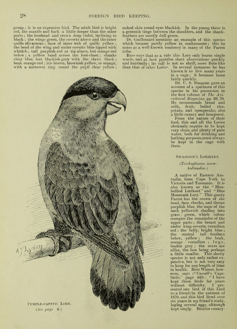 group ; it is an expensive bird. The adult bird is bright red, the mantle and back a little deeper than the other parts ; the forehead and crown deep violet, inclining to black ; the wings green, the coverts above and the inner quills olivaceous ; base of inner web of quills yellow ; the bend of the wing and Tinder-coverts blue tipped with whitish ; tail purplish-red at tip above, but orange-red below ; a yellow band across the fore-chest; shanks clear blue, feet blackish-grey with the claws black ; beak orange-red ; iiis brown, brownish yellow, or orange, with a narrower ring round the pupil clear yellow; naked skin round eyes blackish. In the young there is a greenish tinge between the shoulders, and the shank- feathers are mostly dull green. Dr. Guillemard mentions an example of this species which became partly yellow in continement; this he notes as a well-known tendency in many of the Parrot tribe. Russ says that as a rule this Lory only learns single words, and at best prattles short observations quickly and hurriedly; its call is not so shrill, more flute-like than that of other Lories. In several instances he has known it to live many years in a cage ; it becomes tame fairly quickly. Dr. C. S. Simpson gave an account of a specimen of this species in his possession in tiie first volume of The Aci- cultural Magazine, pp. 69, 70. He recommends bread and milk, fruit, boiled rice, potato, and spongecake, also a little canary and hempseed. From the nature of their food, this and all the Lories obviously require to be kept very clean, and plenty of pure water, both for drinking anti bathing purposes,must always be kept in the cage with them. Swain,son’s Lorikeet. ruKPLE-cAPPEP Lory. (Hee jiage 6 ) (Trichoglossns novee- hollandice.) A native of Eastern Aus- tralia, from Cape York to Victoria and Tasmania. It is also known as the “ Blue- bellied Lorikeet” and “Blue Mountain Lory.” This gaudy Parrot has the crown of die head, face, cheeks, and throat purplish blue, the nape of the neck yellowish shading into grass - green, which colour occupies the remainder of the upper parts ; the breast and under wing-coverts, vermilion red ; the belly, bright blue ; the central tail - featheis below, yellow ; the beak, orange - vermilion ; legs, leaden grey ; the sexes are alike, the hen being perhaps a little smaller. This showy species is not only rather ex- pensive, but is not very easy to keep for any length of time in health. Herr Wiener, how- ever, says (“Cassell’s Cage- birds,” page 443) : “ I have kept these birds for years without difticulty. I pre- sented one bird of this kind to a friend I in the autumn of 1870, and this bird lived over six years in my friend’s study, laying several eggs, although kept singly. Besides canary-