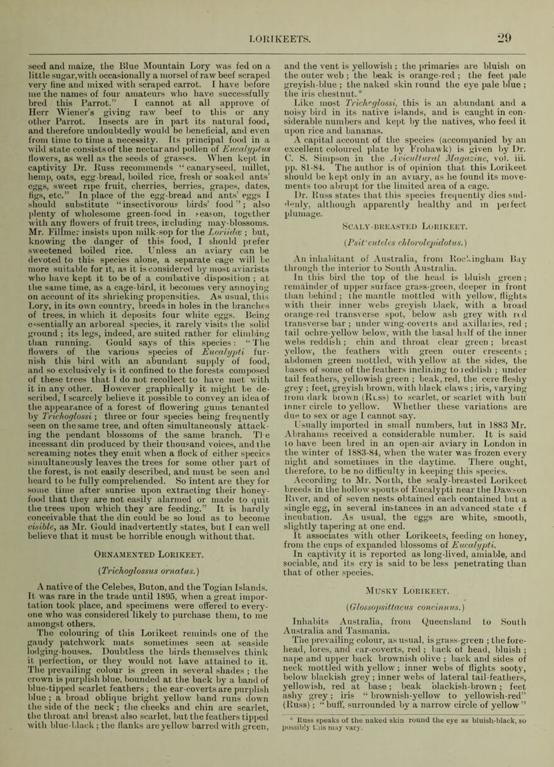 seed and maize, the Blue Mountain Lory was fed on a little sugar,with occasionally a morsel of raw beef scraped very line and mixed with scraped carrot. I have before me the names of four amateurs who have successfully bred this Parrot.” I cannot at all approve of Herr Wiener’s giving raw beef to tins or any other Parrot. Insects are in part its natural food, and therefore undoubtedly would be beneficial, and even from time to time a necessity. Its principal food in a wild state consists of the nectar and pollen of Eucalyptus flowers, as well as the seeds of grasses. When kept in captivity Dr. Buss recommends “ canaryseed, millet, hemp, oats, egg bread, boiled rice, fresh or soaked ants’ eggs, sweet ripe fruit, cherries, berries, grapes, dates, figs, etc.” In place of the egg-bread and ants’ eggs I should substitute “ insectivorous birds’ food ”; also plenty of wholesome green-fond in season, together with any flowers of fruit trees, including may-blossoms. Mr. Fillmer insists upon milk-sop for the Loriulce ; but, knowing the danger of this food, I should prefer sweetened boiled rice. Unless an aviary can be devoted to this species alone, a separate cage will he more suitable for it, as it is considered by most aviarists who have kept it to be of a combative disposition ; at the same time, as a cage-bird, it becomes very annoying- on account of its shrieking propensities. As usual, this Lory, in its own country, breeds in holes in the branches of trees, in which it deposits four white eggs. Being essentially an arboreal species, it rarely visits the solid ground ; its legs, indeed, are suited rather for climbing than running. Gould says of this species: “ The flowers of the various species of Eucalypti fur- nish this bird with an abundant supply of food, and so exclusively is it confined to the forests composed of these trees that I do not recollect to have met with it in any other. However graphically it might he de- scribed, I scarcely believe it possible to convey an idea of the appearance of a forest of flowering gums tenanted by Trichoglossi ; three or four species being frequently seen on the same tree, and often simultaneously attack- ing the pendant blossoms of the same branch. The incessant din produced by their thousand voices, and the screaming notes they emit when a flock of either species simultaneously leaves the trees for some other part of the forest, is not easily described, and must be seen and heard to be fully comprehended. So intent are they for some time after sunrise upon extracting their honey- food that they are not easily alarmed or made to quit the trees upon which they are feeding.” It is hardly conceivable that the din could be so loud as to become visible, as Mr. Gould inadvertently states, but I can well believe that it must be horrible enough without that. Ornamented Lorikeet. (Trichoglossus ornatus.) A native of the Celebes, Buton, and the Togian Islands. It was rare in the trade until 1895, when a great impor- tation took place, and specimens were offered to every- one who was considered likely to purchase them, to me amongst others. The colouring of this Loiikeet reminds one of the gaudy patchwork mats sometimes seen at seaside lodging-houses. Doubtless the birds themselves think it perfection, or they would not have attained to it. The prevailing colour is green in several shades ; the crown is purplish blue, bounded at the back by a band of blue-tipped scarlet feathers ; the ear-coverts are purplish blue ; a broad oblique bright yellow band runs down the side of the neck ; the cheeks and chin are scarlet, the throat and breast also scarlet, but the feathers tipped with blue-black; the flanks are yellow barred with green, and the vent is yellowish ; the primaries are bluish on the outer web ; the beak is orange-red ; the feet pale greyish-blue ; the naked skin round the eye pale blue ; the iris chestnut.* Like most Trichcglossi, this is an abundant and a noisy bird in its native islands, and is caught in con- siderable numbers and kept by the natives, who feed it upon rice and bananas. A capital account of the species (accompanied by an excellent coloured plate by Froliawk) is given by Dr. C. S. Simpson in the Avicnltural Magazine, vol. iii. pp. 81-84. The author is of opinion that this Lorikeet should be kept only in an aviary, as he found its move- ments too abrupt lor the limited area of a cage. Dr. Buss states that this species frequently dies sud- denly, although apparently healthy and in peifect plumage. Scaly-breasted Lorikeet. [Psit‘euteles chlorolepidotus.) An inhabitant of Australia, from Bockingham Bay through the interior to South Australia. In this bird the top of the head is bluish green ; remainder of upper surface grass-green, deeper in front than behind ; the mantle mottled with yellow, flights with their inner webs greyish black, with a bioad orange-red transverse spot, below ash grey with rtd transverse bar ; under wing-coverts and axillaiies, red ; tail ochre-yellow below, with the basal half of the inner webs reddish; chin and throat clear green; breast yellow, the feathers with green outer crescents; abdomen green mottled, with yellow at the sides, the bases of some of the feathers inclining to ) eddish ; under tail feathers, yellowish green ; beak, red, the cere fleshy grey ; feet, greyish brown, with black claws ; iris, varying trom dark biown (Blss) to scarlet, or scarlet with bull inner circle to yellow. Whether these variations are due to sex or age I cannot say. Usually imported in small numbers, but in 1883 Mr. Abrahams received a considerable number. It is said to have been bred in an open-air aviary in London in the winter of 1883-84, when the water was frozen every night and sometimes in the daytime. There ought, therefore, to be no difficulty in keeping this species. According to Mr. Noitl), the scaly-breasted Lorikeet breeds in the hollow spouts of Eucalypti near the Dawson Biver, and of seven nests obtained each contained but a single egg, in several instances in an advanced state if incubation. As usual, the eggs are white, smooth, slightly tapering at one end. It associates with other Lorikeets, feeding on honey, from the cups of expanded blossoms of Eucalypti. In captivity it is reported as long-lived, amiable, and sociable, and its cry is said to be less penetrating than that of other species. Musky Lorikeet. (Glossogisittacus concinnus.) Inhabits Australia, from Queensland to South Australia and Tasmania. The prevailing colour, as usual, is grass-green ; the fore- head, lores, and ear-coverts, red; back of head, bluish ; nape and upper back brownish olive ; back and sides of neck mottled with yellow; inner webs of flights sooty, below- blackish grey ; inner webs of lateral tail-feathers, yellowish, red at base ; beak blackish-brown; feet ashy grey; iris “ brownish-yellow to yellowish-red” (Buss); “ buff, surrounded by a narrow circle of yellow ” * Russ speaks of the naked skin round the eye as bluish-black, so possibly this may vary.