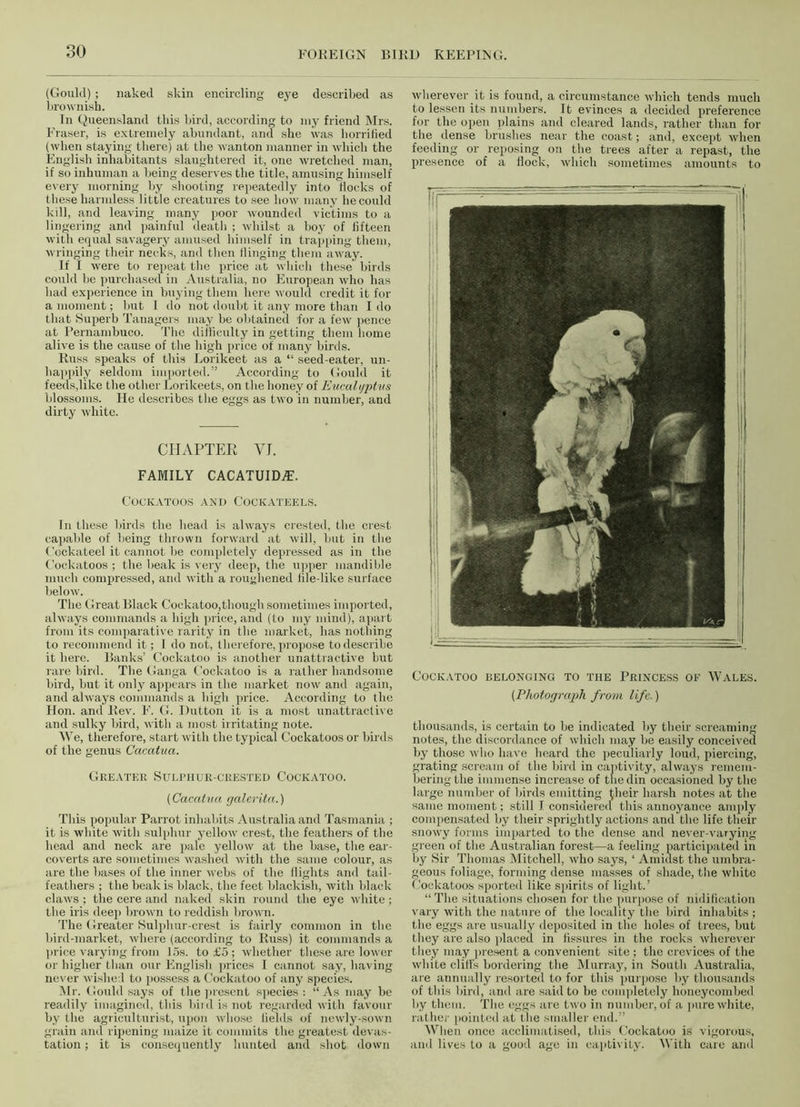 (Gould) ; naked skin encircling eye described as brownish. In Queensland this bird, according to my friend Mrs. Fraser, is extremely abundant, and she was horrified (when staying there) at the wanton manner in which the English inhabitants slaughtered it, one wretched man, if so inhuman a being deserves the title, amusing himself every morning by shooting repeatedly into Hocks of these harmless little creatures to see how many he could kill, and leaving many poor wounded victims to a lingering and painful death ; whilst a boy of fifteen with equal savagery amused himself in trapping them, wringing their necks, and then Hinging them away. If I were to repeat the price at which these birds could be purchased in Australia, no European who has had experience in buying them here would credit it for a moment; but I do not doubt it any more than Ido that Superb Tanagers may be obtained for a few pence at Pernambuco. The difficulty in getting them home alive is the cause of the high price of many birds. Russ speaks of this Lorikeet as a “ seed-eater, un- happily seldom imported.” According to Gould it feeds,like the other Lorikeets, on the honey of Eucalyptus blossoms. He describes the eggs as two in number, and dirty white. CHAPTER YJ. FAMILY CACATUIDiE. Cockatoos and Cockateels. In these birds the head is always crested, the crest capable of being thrown forward at will, but in the Cockateel it cannot be completely depressed as in the Cockatoos ; the beak is very deep, the upper mandible much compressed, and with a roughened file-like surface below. The Great Black Cockatoo,though sometimes imported, always commands a high price, and (to my mind), apart from its comparative rarity in the market, has nothing to recommend it; I do not, therefore, propose to describe it here. Banks’ Cockatoo is another unattractive but rare bird. The Ganga Cockatoo is a rather handsome bird, but it only appears in the market now' and again, and always commands a high price. According to the Hon. and Rev. F. G. Dutton it is a most unattractive and sulky bird, with a most irritating note. We, therefore, start with the typical Cockatoos or birds of the genus Cacatua. Greater Sulphur-crested Cockatoo. (Cacatua galerita.) This popular Parrot inhabits Australia and Tasmania ; it is white with sulphur yellow crest, the feathers of the head and neck are pale yellow at the base, the ear- coverts are sometimes washed with the same colour, as are the bases of the inner webs of the flights and tail- feathers ; the beak is black, the feet blackish, with black claw's ; the cere and naked skin round the eye white; the iris deep brown to reddish brown. The Greater Sulphur-crest is fairly common in the bird-market, where (according to Russ) it commands a price varying from 15s. to £5; wdiether these are low er or higher than our English prices I cannot say, having never wished to possess a Cockatoo of any species. Mr. Gould says of the present species : “As may be readily imagined, this biid is not regarded with favour by the agriculturist, upon whose fields of newly-sown grain and ripening maize it commits the greatest devas- tation ; it is consequently hunted and shot down wherever it is found, a circumstance which tends much to lessen its numbers. It evinces a decided preference for the open plains and cleared lands, rather than for the dense brushes near the coast; and, except when feeding or reposing on the trees after a repast, the presence of a flock, which sometimes amounts to Cockatoo belonging to the Princess of Wales. (Photograph from life.) thousands, is certain to be indicated by their screaming notes, the discordance of which may be easily conceived by those who have beard the peculiarly loud, piercing, grating scream of the bird in captivity, always remem- bering the immense increase of the din occasioned by the large number of birds emitting ^heir harsh notes at the same moment; still I considered this annoyance amply compensated by their sprightly actions and the life their snow'y forms imparted to the dense and never-varying green of the Australian forest—a feeling participated in by Sir Thomas Mitchell, who says, 1 Amidst the umbra- geous foliage, forming dense masses of shade, the white Cockatoos sported like spirits of light.’ “The situations chosen for the purpose of nidification vary with the nature of the locality the bird inhabits ; the eggs are usually deposited in the holes of trees, but they are also placed in fissures in the rocks wherever they may present a convenient site; the crevices of the white cliffs bordering the Murray, in South Australia, are annually resorted to for this purpose by thousands of this bird, and are said to be completely honeycombed by them. The eggs are two in number, of a pure white, rather pointed at the smaller end.” When once acclimatised, this Cockatoo is vigorous, and lives to a good ago in captivity. With care and