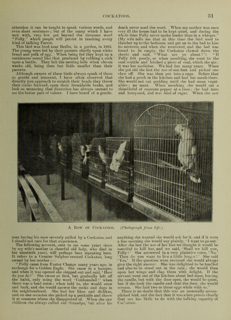 attention it can be taught to speak various words, and even short sentences ; hut of the many which I have met with, very few get beyond the tiresome word “Polly,” which people will persist in teaching every kind of talking Parrot. This bird was bred near Berlin, in a garden, in 1883. The young were fed by their parents chieily upon white bread and yolk of egg. When being fed they kept up a continuous sound like that produced by rubbing a cork upon a bottle. They left the nesting-hole when eleven weeks old, being then but little smaller than their parents. Although owners of these birds always speak of them its gentle and innocent, I have often observed that directly you approach to scratch their heads they throw their crests forward, open their formidable beaks, and look so menacing that discretion has always seemed to me the better part of valour. I have heard of a gentle- death never used the word. When my mother was once very ill the house had to be kept quiet, and during the whole time Polly never spoke louder than in a whisper.” (My wife tells me that at this time the bird used to clamber up to the bedroom and get on to the bed to kiss its mistress, and when she recovered, and the bed was found to be empty, the Cockatoo clawed down the sheets and said, “What are ye about?”) “If Polly felt poorly, or when moulting, she went to the coal scuttle and fetched a piece of coal, which she ate : it was her medicine. We had her many years. When she got old she lost the use of one foot and picked one claw off. She was then put into a cage. Before that she had a perch in the kitchen and had her meals there. She would not eat pudding until she had some veget- ables ; no meat. When moulting she would eat a thimbleful of cayenne pepper at a time; sbe had nuts and hempseed, and was fond of sugar. When she saw A Bow of Cockatoos. (Photograph from life.) man having his nose severely pulled by a Cockatoo, and T should not care for that experience. The following account, sent to me some years since by my wife’s mother (a cheerful old lady, who died in her ninetieth year), will perhaps bear repeating bere. It refers to a Greater Sulplmr-crested Cockatoo, long owned by her mother :— “ Polly came from Exeter Change many years ago, in exchange for a Golden Eagle. She came in a hamper, and when it was opened she stepped out and said, ‘ How do you do?’ She swore at first, but gradually left off the habit, only using the word ‘ Confounded ! ’ when there was a loud noise ; when told to, she would crow and bark, and she would answer the cocks and dogs in the neighbourhood. She had her likes and dislikes, and on one occasion she picked up a penknife and threw it at someone whom she disapproved of. When she saw children she always called out ‘Grandpa,’ but after his anything she wanted she would ask for it, and if it were a line morning she would say plainly, ‘ I want to go out.’ After she lost the use of her foot we thought it would be merciful to kill her, and we said, ‘Shall we kill you, Polly?’ She answered in a very plaintive voice, ‘No.’ ‘Then do you want to live a little longer?’ She said ‘ Yes.’ If the question were.reversed she would always give the right answer. She was delighted to be fondled and also to be stood out in the rain ; she would then open her wings and clap them with delight. If the servant went out of the kitchen about bed-time, leaving the candle, but with the door open, she would be quiet, but if she took the candle and shut the door, she would scream. She laid two or three eggs while with us.” There is no doubt that this was an unusually accom- plished bird, and the fact that it was a hen proves clearly that sex has little to do with the talking capacity of Cockatoos.