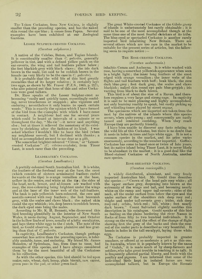 The Triton Cockatoo, from New Guinea, is slightly smaller than the preceding species, and has the naked skin round the eye blue ; it comes from Papua. Several examples have been exhibited at our Zoological Gardens. Lesser Sulphur-crested Cockatoo. ('Cacatua sulphurea.) A native of the Celebes, Buton, and Togian Islands. It is considerably smaller than C. galerita, generally yellower in tint, and with a defined yellow patch on the ear-coverts, the wing and tail feathers yellow below ; the feet blackish-grey with black claws ; the iris dark brown in the male, but said to be reddish brown in the female (as very likely to be the case in C. galerita). It is probable that the wild life of this bird greatly resembles that of its larger relative ; it certainly lays two eggs, as shown by Mr. Eraser (P.Z.S., 1865, p. 227), •who also pointed out that hens of this and other Cocka- toos were good talkers. Dr. Russ speaks of the Lesser Sulphur-crest as becoming “ easily and quickly tame, exceedingly confid- ing, never treacherous or snappish ; also vigorous and enduring ; nevertheless it only learns to speak certain words.” This is exactly the opinion which I have formed of the bird from the examples with which I have come in contact. A neighbour had one for several years which could be heard at intervals of a minute or so throughout the day, “ Ma-rie”—it never said anything else ; but at times it relieved the monotony of its exist- ence by shrieking after the fashion of its kind. I was asked whether I wouldn’t like to have the bird (when my neighbour moved), but I declined with thanks; a bird so accomplished seemed to me dear as a gift. The somewhat brighter coloured “ Citron,” or “Lemon- crested Cockatoo” (C. citrino-criitata), from Timor Laut, is much rarer than the preceding. Leadbeater’s Cockatoo. (Cacatua Leadbeateri.) A prettily-coloured South Australian bird. It is white, the feathers of the forehead rosy at the base, the crest (which consists of sixteen acuminated feathers curled forwards at the tips) isoiange vermilion at the base, yellow in the centre, and white at the tip ; the sides of the head, neck, breast, and abdomen are washed with rosy, the rose-colouring being brightest under the wings and at the base of the inne web of the tail-feathers. The beak is pale yellowish horn-coloured, the cere and nostrils covered with rosy feathers ; the feet brownish grey, with the scales and claws black ; the naked skin round the eye whitish; iris, deep hrown to reddish brown, the dark-eyed ones being the males. According to Mr. K. H. Bennett, who discovered this bird breeding plentifully in the interior of New South Wales, it nests during August, September, and October in the hollow limbs of trees, usually of a lofty eucalyptus, and lays three white eggs to the c utch. The note of the bird, as Gould observes, is more plaintive and less grat- ing than that of C. galerita. In captivity, Leadbeater’s Cockatoo, though perhaps somewhat less active than the preceding species, is toler- ably amiable, tame, and enduring. My friend Mr. James l lousden,' of Sydenham, has, from time to time, had examples of this species, and I have always considered them by far the most beautiful of all the Cockatoos in his collection. As with the other species, this bird should be fed upon maize, oats, wheat, dari, hemp, plain biscuit, raw carrot, green peas in the pod, or other green food. The great White-crested Cockatoo of the Gilolo group of islands is unfortunately but rarely obtainable ; it is said to be one of the most accomplished though at the same time one of the most fearful shriekers of its tribe. The blue-eyed or spectacled Cockatoo is another rarely imported bird inhabiting New Britain. There are several others which are too rare in the market to be suitable for the present series of articles, but the follow- ing seem to require notice The Ro.se-crested Cockatoo. (Cacatua moluccensis.) inhabits Ceram and Amboyna. It is white washed with rose, having a somewhat yellowish appearance when seen in a bright light; the inner long feathers of the crest edged with orange vermilion; the inner webs of the flights and tail feathers with butt'; beak black, the cere dark blue-grey : feet dark grey, the scales and claws blackish ; naked skin round eye pale blue-greyish ; iris varying from black to dark brown. This bird is of about the size of a Raven, and there- fore requires a very large and strong cage. In captivity it is said to lie most pleasing and highly accomplished, not only learning readily to speak, but easily picking up and whistling tunes played by street organs. The specimens which are imported are taken from the nest by the natives of the islands where this species occurs, when quite young ; and consequently are easily tamed and rendered confiding. When they reach Europe they are perfectly friendly. I have been unable to discover any facts relating to the wild life of this Cockatoo, but there is no doubt that it nests in holes in trees and lays white eggs. It is not a common species in the market, and its price varies enormously, according to the number imported. Goflin’s Cockatoo lias come to hand once or twice of late years, but its native island being Timor Laut, it is never likely to be abundant in the market: it is a good deal like the Blood-stained Cockatoo of North Australia, another rare species. Rose-breasted Cockatoo. (Cacatua roseicapilla.) A widely distributed, abundant, and very freely imported Australian bird. Mr. Gould thus describes the species :—“ Crown of the head pale rosy white ; all the upper surface grey, deepening into brown at the extremity of the wings and tail, and becoming nearly white on the rump and upper tail-coverts ; sides of the neck, all the under surface from below the eyes and the under surface of the shoulders rich deep rosy red; thighs and under tail-coverts grey; irides, ricn deep rosy-red; orbits, brick-red; bill, white; feet nearly dark brown.” Count Salvadori slightly modifies this description in his catalogue. Gould speaks of this bird as feeding on the plains bordering the river Namoi in Hocks of from fifty to two hundred individuals. It is strong on the wing, and the effect of the change of flight showing first the grey of the backs and then the rose- red of the under parts is described as very beautiful. It breeds in holes in the tall eucalypti, laying three white eggs. No Cockatoo is probably imported in greater numbers, or ottered at so moderate a prn e as this one. In Australia, where it is popularly known by the name of “ Galali,” it is made much of by sheep-farmers and settlers,who take great trouble in teaching it to talk. It is frequently allowed partial liberty, and feeds with the poultry and pigeons. I am informed that some of the individual birds kept in isolated farms are very accomplished talkers, but in Europe the Roseate