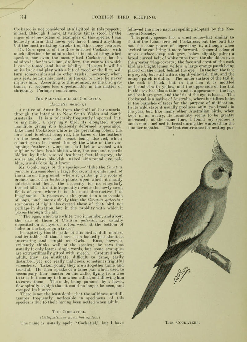 Cockatoo is not considered at all gifted in this respect: indeed, although I have, at various times, stood hy the cages of some dozens of examples of this species, I can honestly affirm that never yet have I heard anything but the most irritating shrieks from this noisy creature. Dr. Russ speaks of the Rose-breasted Cockatoo with much affection : he admits that it is not a distinguished speaker, nor even the most gifted Cockatoo ; but he admires it for its wisdom, drollery, the ease with which it can he tamed, and its ai liability. He says it will lie on its back and play with a bit of wood or the like, will turn somersaults and do other tricks ; moreover, when, as a jest, he nips his master in the ear or nose, he never injures him. According to this admirer, as the bird gets tamer, it becomes less objectionable in the matter of shrieking. Perhaps; sometimes. The Slender-billed Cockatoo. (Licmetis nasicue.) A native of Australia, from the Gulf of Carpentaria, through the interior to New South Wales and South Australia. It is a tolerably frequently imported but, to my mind, a very ugly bird, its elongated upper mandible giving it a hideously deformed appearance. Like most Cockatoos white is its prevailing colour, the lores and forehead being red, the bases of the feathers on the head, neck and breast being also red, which colouring can be traced through the white of the over- lapping feathers; wing and tail below washed with sulphur yellow, beak bluish-white, the cere and nostrils hidden by little rose-red feathers ; feet blue-grey, the scales ami claws blackish; naked skin round eye, pale blue, iris dark to light brown. Mr. Gould says of this species:—“Like the Cacatua (jcilerita it assembles in large llocks, and spends much of the time on the ground, where it grubs up the roots of orchids and other bulbous plants, upon which it mainly subsists, and hence the necessity for its singularly formed bill. It not infrequently invades the newly-sown fields of corn, where it is the most destructive bird imaginable. It passes over the ground in a succession of hops, much more quickly than the Cacatua qalerita : its powers of flight also exceed those of that bird, not perhaps in duration, but in the rapidity with which it passes through the air. “ The eggs, which are white, two in number, and about the size of those of Cacatua galerita, are usually deposited on a layer of rotten wood at the bottom of holes in the larger gum trees.” In captivity Gould speaks of this bird as dull, morose, and irritable ; all that 1 have seen looked just about as interesting and stupid as Owls. Russ, however, evidently thinks well of the species ; he says that usually it only learns single words, but some examples are extraordinaiily gifted with speech. Captured when adult, they are obstinate, difficult to tame, easily disturbed, yet not really malicious, sometimes frightful screechers. Taken young they are altogether tame and trustful. He then speaks of a tame pair which used to accompany their master on his walks, flying from tree to tree, hut coming to him when called, and allowing him to caress them. The male, being pursued by a hawk, flew spirally so high that it could no longer be seen, and escaped its hunter. There is not the least doubt that the sulkiness and ill- temper frequently noticeable in specimens of this species is due to their having been netted when adult. The Cockateel. (Calo/isittacus novw-hol anc/iiv.) The name is usually spelt “ Cockatiel,” but I have followed the more natural spelling adopted by the Zoo- logical Society. This pretty species has a crest somewhat similar to that of the Lemon-crested Cockatoos, but the bird has not the same power of depressing it, although when excited he can bring it more forward. General colour of upper surface deep ash grey, below slightly paler; a broad curved belt of white runs from the shoulders over the greater wing-coverts ; the face and crest of the cock bird are bright lemon yellow, a large orange patch being placed on the cheek behind the eye. In the hen the face is greyish, but still with a slight yellowish tint, and the orange patch is duller. The under surface of the tail in the cock is black, but in the hen it is mottled and banded with yellow, and the upper side of the tail in this sex has also a faint banded appearance ; the legs and beak are grey, and the iris of the eye is hazel. The Cockateel is a native of Australia, where it utilises holes in the branches of trees for the purpose of nidification. In its wild state it usually produces only two broods in the year, but, like many other Australian birds, when kept in an aviary, its fecundity seems to be greatly increased ; at the same time, 1 found my specimens much more inclined to breed during the wintersthan the summer months. The best contrivance for nesting pur- The Cockateei ,