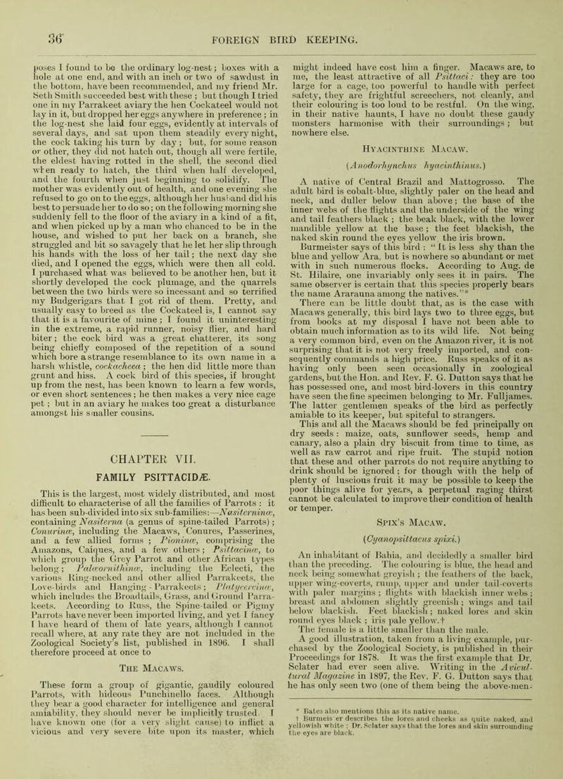 poses 1 found lo Le the ordinary log-nest; boxes with a hole at one end, and with an inch or two of sawdust in the bottom, have been recommended, and my friend Mr. Seth Smith succeeded best with these ; but though I tried one in my Parrakeet aviary the hen Cockateel would not lay in it, but dropped her eggs anywhere in preference ; in the log-nest she laid four eggs, evidently at intervals of several days, and sat upon them steadily every night, the cock taking his turn by day ; but, for some reason or other, they did not hatch out, though all were fertile, the eldest having rotted in the shell, the second died when ready to hatch, the third when half developed, and the fourth when just beginning to solidify. The mother was evidently out of health, and one evening she refused to go on to the eggs, although her husband did his best to persuade her to do so; on the following morning she suddenly fell to the floor of the aviary in a kind of a fit, and when picked up by a man who chanced to be in the house, and wished to put her back on a branch, she struggled and bit so savagely that he let her slip through his hands with the loss of her tail; the next day she died, and I opened the eggs, which were then all cold. I purchased what was believed to be another hen, but it shortly developed the cock plumage, and the quarrels between the two birds were so incessant and so terrified my Budgerigars that I got rid of them. Pretty, and usually easy to breed as the Cockateel is, I cannot say that it is a favourite of mine ; I found it uninteresting in the extreme, a rapid runner, noisy flier, and hard biter; the cock bird was a great chatterer, its song being chiefly composed of the repetition of a sound which bore a strange resemblance to its own name in a harsh whistle, cockacheea ; the hen did little more than grunt and hiss. A cock bird of this species, if brought up from the nest, has been known to learn a few words, or even short sentences; he then makes a very nice cage pet; but in an aviary he makes too great a disturbance amongst his smaller cousins. CHAPTER. YU. FAMILY PSITTACIDA:. This is the largest, most widely distributed, and most difficult to characterise of all the families of Parrots : it has been sub-divided into six sub-families:—Nasiternina;, containing Nasiterna (a genus of spine-tailed Parrots); Conurince, including the Macaws, Conures, Passerines, and a few allied forms ; Pioninm, comprising the Amazons, Caiques, and a few others; Psittacince, to which group the Grey Parrot and other African typos belong; Palieornilhince, including the Eclecti, the various King-necked and other allied Parrakeets, the Love-birds and Hanging - Parrakeets; Plntycercincv, which includes the Broadtails, Grass, and Ground Parra- keets. According to Russ, the Spine-tailed or Pigmy Parrots have never been imported living, and yet I fancy I have heard of them of late years, although I cannot recall where, at any rate they are not included in the Zoological Society’s list, published in 1896. I shall therefore proceed at once to The Macaws. These form a group of gigantic, gaudily coloured Parrots, with hideous Punchinello faces. Although they bear a good character for intelligence and general amiability, they should never be implicitly trusted I have known one (for a very slight cause) to inflict a vicious and very severe bite upon its master, which might indeed have cost him a finger. Macaws are, to me, the least attractive of all Psittaci: they are too large for a cage, too powerful to handle with perfect safety, they are frightful screechers, not cleanly, and their colouring is too loud to be restful. On the wing, in their native haunts, I have no doubt these gaudy monsters harmonise with their surroundings; but nowhere else. Hyacinthjne Macaw. (Anodorliynchm hyacinthinus.) A native of Central Brazil and Mattogrosso. The adult bird is cobalt-blue, slightly paler on the head and neck, and duller below than above; the base of the inner webs of the flights and the underside of the wing and tail feathers black ; the beak black, with the lower mandible yellow at the base ; the feet blackish, the naked skin round the eyes yellow the iris brown. Burmeister says of this bird : “ It is less shy than the blue and yellow Ara, but is nowhere so abundant or met with in such numerous flocks. According to Aug. de St. Hilaire, one invariably only sees it in pairs. The same observer is certain that this species properly bears the name Ararauna among the natives.”* There can be little doubt that, as is the case with Macaws generally, this bird lays two to three eggs, but from books at my disposal 1 have not been able to obtain much information as to its wild life. Not being a very common bird, even on the Amazon river, it is not surprising that it is not very freely imported, and con- sequently commands a high price. Russ speaks of it as having only been seen occasionally in zoological gardens, but the Hon. and Rev. F. G. Dutton says that he has possessed one, and most bird-lovers in this country have seen the fine specimen belonging to Mr. Fulljames. The latter gentlemen speaks of the bird as perfectly amiable to its keeper, but spiteful to strangers. This and all the Macaws should be fed principally on dry seeds: maize, oats, sunflower seeds, hemp and canary, also a plain dry biscuit from time to time, as well as raw carrot and ripe fruit. The stupid notion that these and other parrots do not require anything to drink should be ignored ; for though with the help of plenty of luscious fruit it may be possible to keep the poor things alive for years, a perpetual raging thirst cannot be calculated to improve their condition of health or temper. Spix’s Macaw. (Cyanopsittacus spixi.) An inhabitant of Bahia, and decidedly a smaller bird than the preceding. The colouring is blue, the head and neck being somewhat greyish ; the feathers of the back, tipper wing-coverts, rump, upper and under tail-coverts with paler margins ; Mights with blackish inner webs ; breast and abdomen slightly greenish ; wings and tail below blackish. Feet blackish; naked lores and skin round eyes black ; iris pale yellow, f The female is a little smaller than the male. A good illustration, taken from a living example, pur- chased by the Zoological Society, is published in their Proceedings for 1878. It was the first example that Dr. Sclater had ever seen alive. Writing in the Avicul- tural Magazine in 1897, the Rev. F. G. Dutton says that he has only seen two (one of them being the above-men- * Bates also mentions this as its native name, t Burmeis er describes the lores and cheeks as quite naked, and yellowish white ; Dr. Sclater says that the lores and skin surrounding the eyes are black.