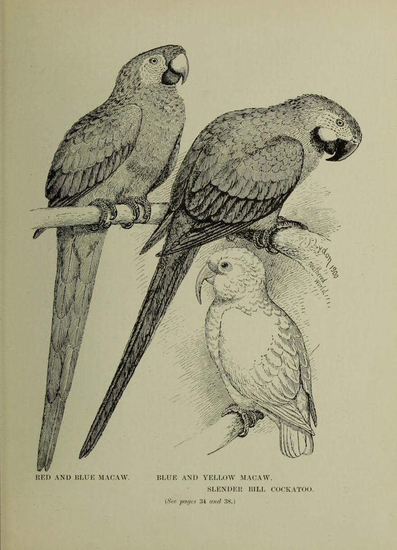 RED AND BLUE MACAW. BLUE AND YELLOW MACAW. SLENDER BILL COCKATOO.