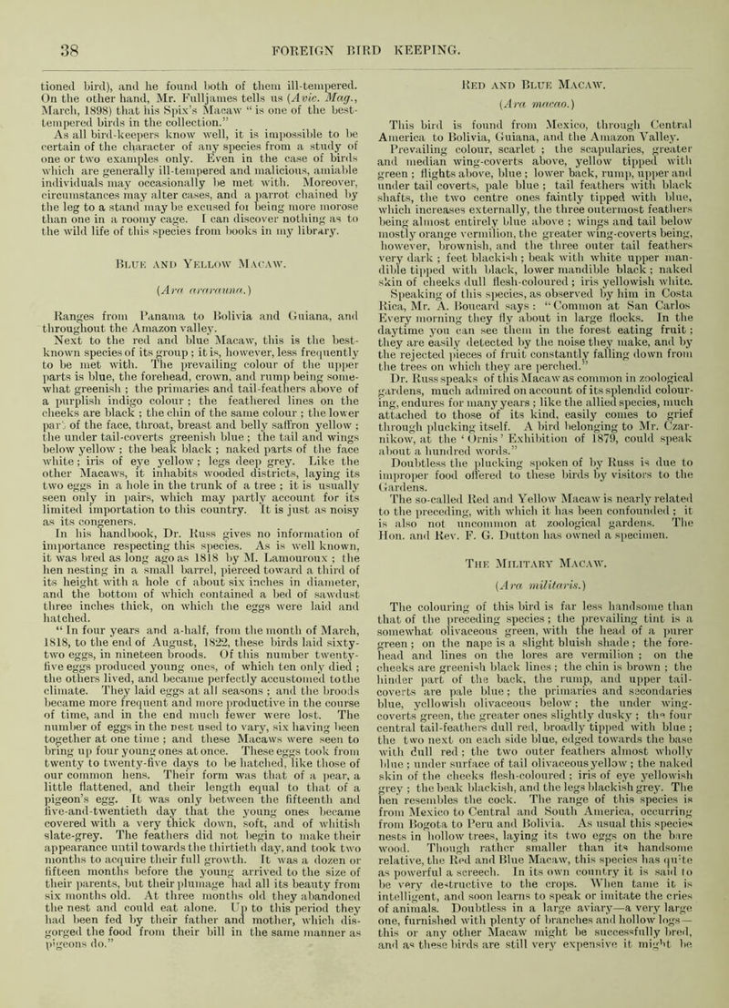 tioned bird), and he found both of them ill-tempered. On the other hand, Mr. Fulljames tells us (Avie. Mag., March, 1898) that his Spix’s Macaw “is one of the best- tempered birds in the collection.” As all bird-keepers know well, it is impossible to be certain of the character of any species from a study of one or two examples only. Even in the case of birds which are generally ill-tempered and malicious, amiable individuals may occasionally be met with. Moreover, circumstances may alter cases, and a parrot chained by the leg to a stand may he excused for being more morose than one in a roomy cage. I can discover nothing as to the wild life of this species from books in my library. Blue and Yellow Macaw. (Ara ararauna.) Ranges from Panama to Bolivia and Guiana, anil throughout the Amazon valley. Next to the red and blue Macaw, this is the best- known species of its group; it is, however, less frequently to be met with. The prevailing colour of the upper parts is blue, the forehead, crown, and rump being some- what greenish ; the primaries and tail-feathers above of a purplish indigo colour ; the feathered lines on the cheeks are black ; the chin of the same colour ; the lower par' of the face, throat, breast and belly saffron yellow ; the under tail-coverts greenish blue ; the tail and wings below yellow ; the beak black ; naked parts of the face white; iris of eye yellow; legs deep grey. Like the other Macaws, it inhabits wooded districts, laying its two eggs in a hole in the trunk of a tree ; it is usually seen only in pairs, which may partly account for its limited importation to this country. It is just as noisy as its congeners. In his handbook, Dr. Russ gives no information of importance respecting this species. As is well known, it was bred as long ago as 1818 by M. Lamouroux ; the hen nesting in a small barrel, pierced toward a third of its height with a hole cf about six inches in diameter, and the bottom of which contained a bed of sawdust three inches thick, on which the eggs were laid and hatched. “ In four years and a-half, from the month of March, 1818, to the end of August, 1822, these birds laid sixty- two eggs, in nineteen broods. Of this number twenty- five eggs produced young ones, of which ten only died ; the others lived, and became perfectly accustomed to the climate. They laid eggs at all seasons ; and the broods became more frequent and more productive in the course of time, and in the end much fewer were lost. The number of eggs in the nest used to vary, six having been together at one time ; and these Macaws were seen to bring up four young ones at once. These eggs took from twenty to twenty-five days to lie hatched, like those of our common hens. Their form was that of a pear, a little flattened, and their length equal to that of a pigeon’s egg. It was only between the fifteenth and five-and-twentieth day that the young ones became covered with a very thick down, soft, and of whitish slate-grey. The feathers did not begin to make their appearance until towards the thirtieth day, and took two months to acquire their full growth. It was a dozen or fifteen months before the young arrived to the size of their parents, but their plumage had all its beauty from six months old. At three months old they abandoned the nest and could eat alone. Up to this period they had been fed by their father and mother, which dis- gorged the food from their bill in the same manner as pigeons do.” Red and Blue Macaw. (Ara macao.) This bird is found from Mexico, through Central America to Bolivia, Guiana, and the Amazon Valley. Prevailing colour, scarlet ; the scapularies, greater and median wing-coverts above, yellow tipped with green ; flights above, blue ; lower back, rump, upper and under tail coverts, pale blue ; tail feathers with black shafts, the two centre ones faintly tipped with blue, which increases externally, the three outermost feathers being almost entirely blue above ; wings and tail below mostly orange vermilion, the greater wing-coverts being, however, brownish, and the three outer tail feathers very dark ; feet blackish ; beak with white upper man- dible tipped with black, lower mandible black ; naked skin of cheeks dull flesh-coloured ; iris yellowish white. Speaking of this species, as observed by him in Costa Rica, Mr. A. Boucard says : “ Common at San Carlos Every morning they fly about in large flocks. In the daytime you can see them in the forest eating fruit; they are easily detected by the noise they make, and by the rejected pieces of fruit constantly falling down from the trees on which they are perched.” Dr. Russ speaks of tins Macaw as common in zoological gardens, much admired on account of its splendid colour- ing, endures for many years ; like the allied species, much attached to those of its kind, easily comes to grief through plucking itself. A bird belonging to Mr. Czar- nikow, at the 1 Ornis ’ Exhibition of 1879, could speak about a hundred words.” Doubtless the plucking spoken of by Russ is due to improper food ottered to these birds by visitors to the Gardens. The so-called Red and Yellow Macaw is nearly related to the preceding, with which it has been confounded ; it is also not uncommon at zoological gardens. The Hon. and Rev. F. G. Dutton has owned a specimen. The Military Macaw. (Ara. militaris.) The colouring of this bird is far less handsome than that of the preceding species; the prevailing tint is a somewhat olivaceous green, with the head of a purer green ; on the nape is a slight bluish shade; the fore- head and lines on the lores are vermilion ; on the cheeks are greenish black lines ; the chin is brown ; the hinder part of the back, the rump, and upper tail- coverts are pale blue; the primaries and secondaries blue, yellowish olivaceous below; the under wing- coverts green, the greater ones slightly dusky ; the four central tail-feathers dull red, broadly tipped witli blue; the two next on each side blue, edged towards the base with dull red ; the two outer feathers almost wholly blue ; under surface of tail olivaceous yellow ; the naked skin of the cheeks flesh-coloured ; iris of eye yellowish grey; the beak blackish, and the legs blackish grey. The lien resembles the cock. The range of this species is from Mexico to Central and South America, occurring from Bogota to Peru and Bolivia. As usual this species nests in hollow trees, laying its two eggs on the bare wood. Though rather smaller than its handsome relative, the Red and Blue Macaw, this species has qu!te as powerful a screech. In its own country it is said to be very destructive to the crops. When tame it is intelligent, and soon learns to speak or imitate the cries of animals. Doubtless in a large aviary—a very large one, furnished with plenty of branches and hollow logs — this or any other Macaw might he successfully bred, and as these birds are still very expensive it might be