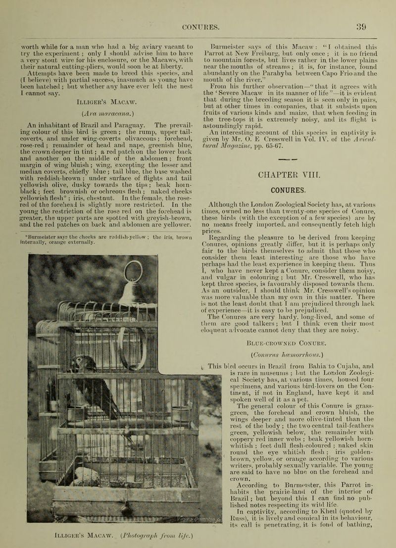 worth while for a man who had a big aviary vacant to try the experiment; only I should advise him to have a very stout wire for his enclosure, or the Macaws, with their natural cutting-pliers, would soon be at liberty. Attempts have been made to breed this species, and (I believe) with partial success, inasmuch as young have been hatched ; but whether any have ever left the nest I cannot say. Illiger’s Macaw. (Am mctracana.) An inhabitant of Brazil and Paraguay. The prevail- ing colour of this bird is green; the rump, upper tail- coverts, and under wing-coverts olivaceous; forehead, rose-red ; remainder of head and nape, greenish blue, the crown deeper in tint; a red patch on the lower back and another on the middle of the abdomen; front margin of wing bluish; wing, excepting the lesser and median coverts, chiefly blue ; tail blue, the bise washed with reddish-brown ; under surface of flights and tail yellowish olive, dusky towards the tips; beak hoin- black ; feet brownish or ochreous flesh ; naked cheeks yellowish flesh* ; iris, chestnut. In the female, the rose- red of the forehead is slightly more restricted. In the young the restriction of the rose red on the forehead is greater, the upper parts are spotted with greyish-brown, and the red patches on back and abdomen are yellower. *Burmeister says the cheeks are reddish-yellow ; the iris, brown internally, orange externally. Burmeister says of this Macaw: “I obtained this Parrot at New Freiburg, but only once ; it is no friend to mountain forests, but lives rather in the lower plains near the mouths of streams ; it is, for instance, found abundantly on the Parahyba between Capo Frio and the mouth of the river.” From his further observation—“ that it agrees with the ‘ Severe Macaw in its manner of life ”—it is evident that during the breeding season it is seen only in pairs, but at other times in companies, that it subsists upon fruits of various kinds and maize, that when feeding in the tree-tops it is extremely noisy, and its flight is astoundingly rapid. An interesting account of this species in captivity is given by Mr. 0. E Cresswell in Vol. IV. of the Avicitl- tural Magazine, pp. 65-67. CHAPTER VIIL CONURES. Although the London Zoological Society has, at various times, owned no less than twenty-one species of Conure, these birds (with the exception of a few species) are by no means freely imported, and consequently fetch high prices. Regarding the pleasure to be derived from keeping Conures, opinions greatly differ, but it is perhaps only fair to the birds themselves to admit that those who consider them least interesting are those who have perhaps had the least experience in keeping them. Thus 1, who have never kept a Conure, consider them noisy, and vulgar in colouring ; but Mr. Cresswell, who has kept three species, is favourably disposed towards them. As an outsider, I should think Mr. Cresswell’s opinion was more valuable than my own in this matter. There is not the least doubt that I am prejudiced through lack of experience—it is easy to be prejudiced. The Conures are very hardy, long-lived, and some of them are good talkers; but I think even their most eloquent advocate cannot deny that they are noisy. Blue-crowned Conure. (Conurus hcemorrhous.) \ This bird occurs in Brazil from Bahia to Cujaba, and is rare in museums ; but the London Zoologi- cal Society has, at various times, housed four specimens, and various bird-lovers on the Con- tinent, if not in England, have kept it and spoken well of it as a pet. The general colour of this Conure is grass- green, the forehead and crown bluish, the wings deeper and more olive-tinted than the rest of the body ; the two central tail-feathers green, yellowish below, the remainder with coppery red inner webs ; beak yellowish horn- whitish ; feet dull flesh-coloured ; naked skin round the eye whitish flesh; iris golden- brown, yellow, or orange according to various writers, probably sexually variable. The young- are said to have no blue on the forehead and crown. According to Burmeister, this Parrot in- habits the prairie-land of the interior of Brazil; but beyond this I can find no pub- lished notes respecting its wild life. Tn captivity, according to Kheil (quoted by Russ), it is lively and comical in its behaviour, its call is penetrating, it is fond of bathing, Illiger’s Macaw. (Photograph from life.)