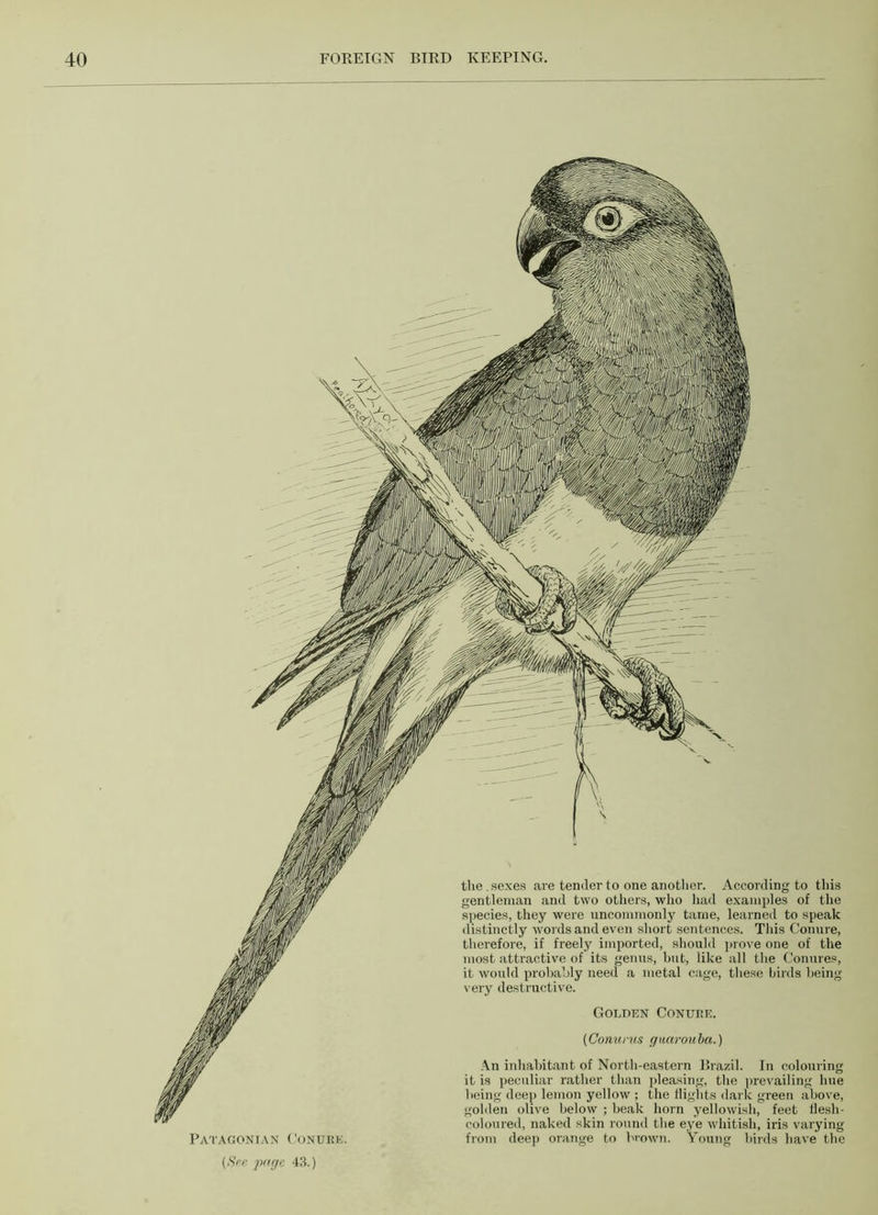 the. sexes are tender to one another. According to this gentleman and two others, who had examples of the species, they were uncommonly tame, learned to speak distinctly words and even short sentences. This Conure, therefore, if freely imported, should prove one of the most attractive of its genus, but, like all the Conures, it would probably need a metal cage, these birds being very destructive. Golden Conure. (Conurus guarouba.) An inhabitant of North-eastern Brazil. In colouring it is peculiar rather than pleasing, the prevailing hue being deep lemon yellow ; the Rights dark green above, golden olive below ; beak horn yellowish, feet Hesli- coloured, naked skin round the eye whitish, iris varying PATAGONIAN Conure. from deep orange to brown. Young birds have the