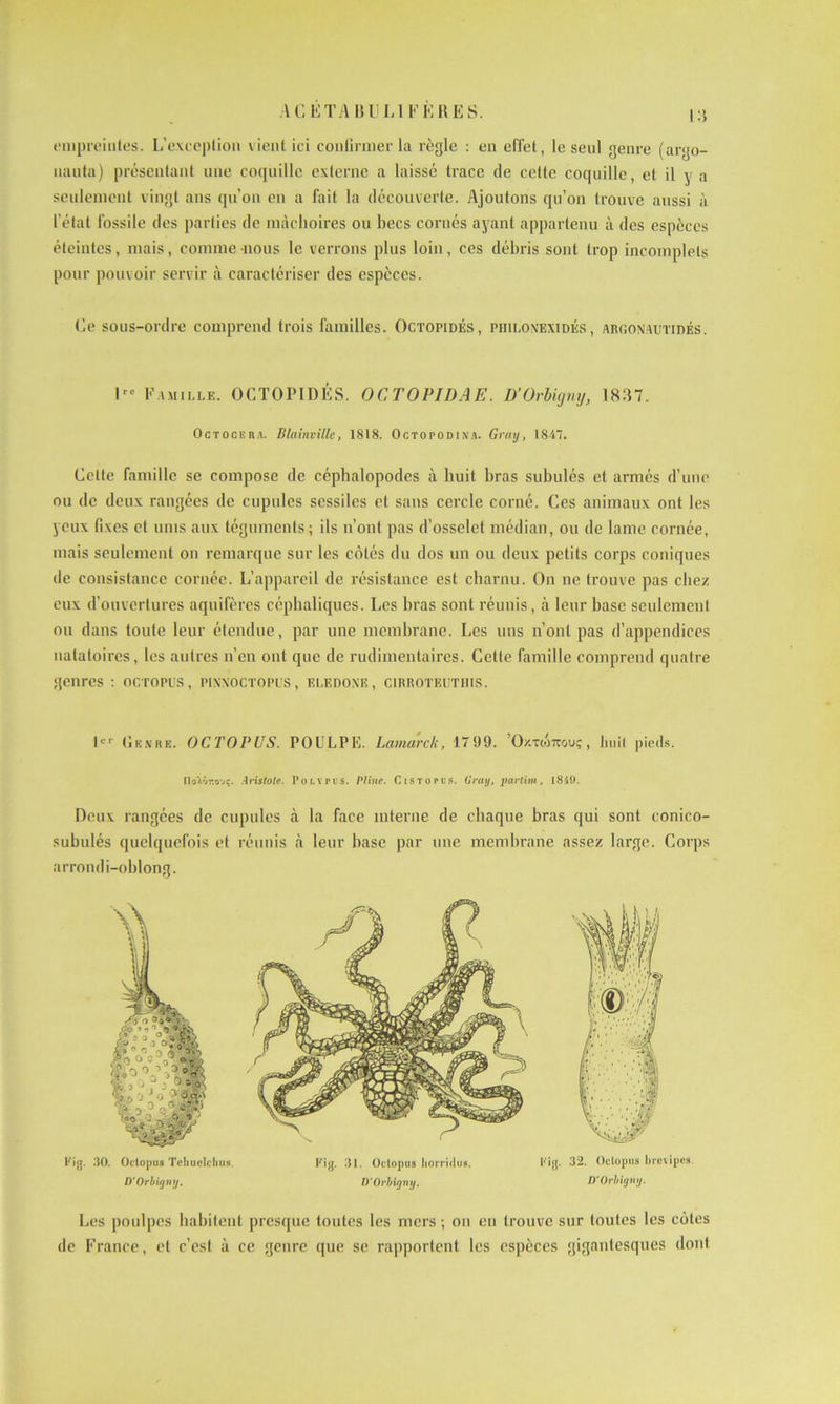 empreintes. L’exception vient ici confirmer la règle : en effet, le seul genre (argo- naute) présentant une coquille externe a laissé trace de celte coquille, et il y a seulement vingt ans qu’on en a fait la découverte. Ajoutons qu’on trouve aussi à l’état fossile des parties de mâchoires ou becs cornés ayant appartenu à des espèces éteintes, mais, comme nous le verrons plus loin, ces débris sont trop incomplets pour pouvoir servir à caractériser des espèces. Ce sous-ordre comprend trois familles. Octopidés, philonexidés , argonautidés. I Famille. OCTOPIDÉS. OCTOPIDAE. D’Orbigny, 1837. Octockra. Blainvillc, 1818. Octopodina. Gray, 1847. Cette famille se compose de céphalopodes à huit bras subulés et armés d’une ou de deux rangées de cupules sessiles et sans cercle corné. Ces animaux ont les yeux fixes et unis aux téguments ; ils n’ont pas d’osselet médian, ou de lame cornée, mais seulement on remarque sur les côtés du dos un ou deux petits corps coniques de consistance cornée. L’appareil de résistance est charnu. On ne trouve pas chez eux d’ouvertures aquifères céphaliques. Les bras sont réunis, à leur base seulement ou dans toute leur étendue, par une membrane. Les uns n’ont pas d’appendices natatoires, les autres n’en ont que de rudimentaires. Cette famille comprend quatre genres : octopus, pixxoctopus, eledoxe, cirrotkuthis. 1er Genre. OCTOPUS. POULPE. Lamarck, 1799. ’Oxtiotcouç , huit pieds. noI'jt.o’jç. Aristote. Polypus. Pline. Cistopus. Cray, partim, 1849. Deux rangées de cupules à la face interne de chaque bras qui sont conico- subulés quelquefois et réunis à leur base par une membrane assez large. Corps arrondi-oblong. Fig. 30. Octopus Tehoelchus Fig. 31. Octopus Iiorridus. Fig. 32. Octopus brevipes. D’Orbigny, D'Orbigny, D'Orbigny. Les poulpes habitent presque toutes les mers ; on en trouve sur toutes les côtes de France, et c’est à ce genre que se rapportent les espèces gigantesques dont