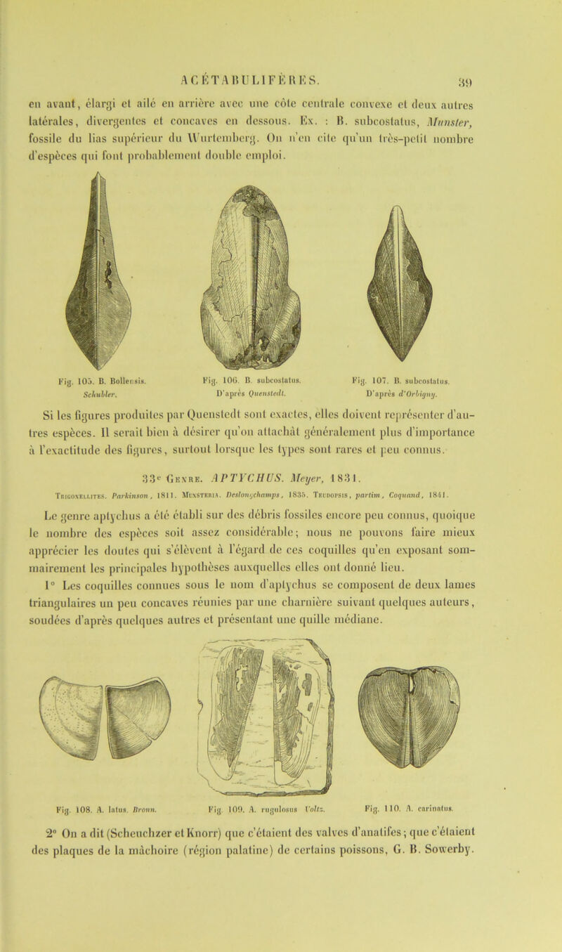 AC ETA B U LIFE B ES. en avant, élargi el ailé en arrière avec une côle centrale convexe cl deux autres latérales, divergentes et concaves en dessous. Ex. : B. subcostatus, Munster, fossile du lias supérieur du Wurtemberg. On n’en cite qu’un très-petit nombre d’espèces qui font probablement double emploi. Fig. 105. B. Bollensis. Schubler. Fig. 106. B. subcostatns. D’après Quenstedl. Fig. 107. B. subcostatns. D’après d'Orbigny. Si les figures produites par Quenstedt sont exactes, elles doivent représenter d’au- tres espèces. Il serait bien à désirer qu’on attachât généralement plus d’importance à l’exactitude des figures, surtout lorsque les types sont rares el peu connus. 33e Genre. A P'TIC H US. Meyer, 183 J. Tr.icoxEi.UTES. Parkinson, 1811. MbNSTBMA. Dcslontjchamps, 1835. Teidopsis, parlim, Coquand, 1811. Le genre aptyclms a été établi sur des débris fossiles encore peu connus, quoique le nombre des espèces soit assez considérable; nous ne pouvons faire mieux apprécier les doutes qui s’élèvent cà l’égard de ces coquilles qu’en exposant som- mairement les principales hypothèses auxquelles elles ont donné lieu. 1° Les coquilles connues sous le nom d’aplychus se composent de deux lames triangulaires un peu concaves réunies par une charnière suivant quelques auteurs, soudées d’après quelques autres et présentant une quille médiane. Fig. Ï08. A. latus. Broun. Fig. 100. A. rugulosiis Voltz. Fig. 110. A. corinnlns. 2° On a dit (Scheuchzer et Knorr) que c’étaient des valves d’analifes ; que c’étaient des plaques de la mâchoire (région palatine) de certains poissons, G. B. Sowerby.