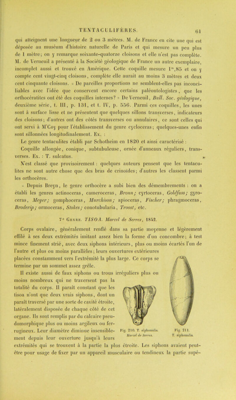 (31 qui atteignent une longueur de 2 ou 3 mètres. M. de France en cite une qui est déposée au muséum d’histoire naturelle de Paris et qui mesure un peu plus de 1 mètre; on y remarque soixante-quatorze cloisons et elle n’est pas complète. M. de Verneuil a présenté à la Société géologique de France un autre exemplaire, incomplet aussi et trouvé en Amérique. Cette coquille mesure lra,85 et on y compte cent vingt-cinq cloisons, complète elle aurait au moins 3 mètres et deux cent cinquante cloisons. « De pareilles proportions ne semblent-elles pas inconci- liables avec l’idée que conservent encore certains paléontologistes, que les orthocératites ont été des coquilles internes? » De Verneuil, Bull. Soc. géologique, deuxième série, t. III, p. 131, et t. IV, p. 556. Parmi ces coquilles, les unes sont à surface lisse et ne présentent que quelques sillons transverses, indicateurs des cloisons; d’autres ont des côtés transverses ou annulaires, ce sont celles qui ont servi à .M’Coy pour l’établissement du genre cycloceras; quelques-unes enfin sont sillonnées longitudinalement. Ex. : Le genre tentaculites établi par Scholheim en 1820 et ainsi caractérisé : Coquille allongée, conique, subtubuleuse, ornée d’anneaux réguliers, trans- verses. Ex. : T. sulcatus. N’est classé que provisoirement : quelques auteurs pensent que les tentacu- lites ne sont autre chose que des bras de crinoïdes; d’autres les classent parmi les orthocères. « Depuis Breyn, le genre orthocère a subi bien des démembrements : on a établi les genres actinoceras, cameroceras, Broun; cyrtoceras, Golclfuss; gyro- ceras, Meyer; gomphoceras, Murchison; apioceras, Fischer; phragmoceras, Broderip; ormoceras, Slohes; conotubularia, Troost, etc. 7e Genre. TISOA. Marcel de Serres, 1842. Corps ovalaire, généralement renflé dans sa partie moyenne et légèrement effilé à ses deux extrémités imitant assez bien la forme d’un concombre; à test mince finement strié, avec deux siphons intérieurs, plus ou moins écartés l’un de l’autre et plus ou moins parallèles ; leurs ouvertures extérieures placées constamment vers l’extrémité la plus large. Ce corps se termine par un sommet assez grêle. Il existe aussi de faux siphons ou trous irréguliers plus ou moins nombreux qui ne traversent pas la totalité du corps. Il parait constant que les tisoa n’ont que deux vrais siphons, dont un paraît traversé par une sorte de cavité étroite, latéralement disposée de chaque côté de cet organe. Ils sont remplis par du calcaire pseu- domorphique plus ou moins argileux ou fer- rugineux. Leur diamètre diminue insensible- ment depuis leur ouverture jusqu’à leurs extrémités qui se trouvent à la partie la plus étroite. Les siphons avaient peut- être pour usage de fixer par un appareil musculaire ou tendineux la partie supé- Fig. 210. T. siplionalis. Marcel de Serres. Fig. 211. T. siphonalis.