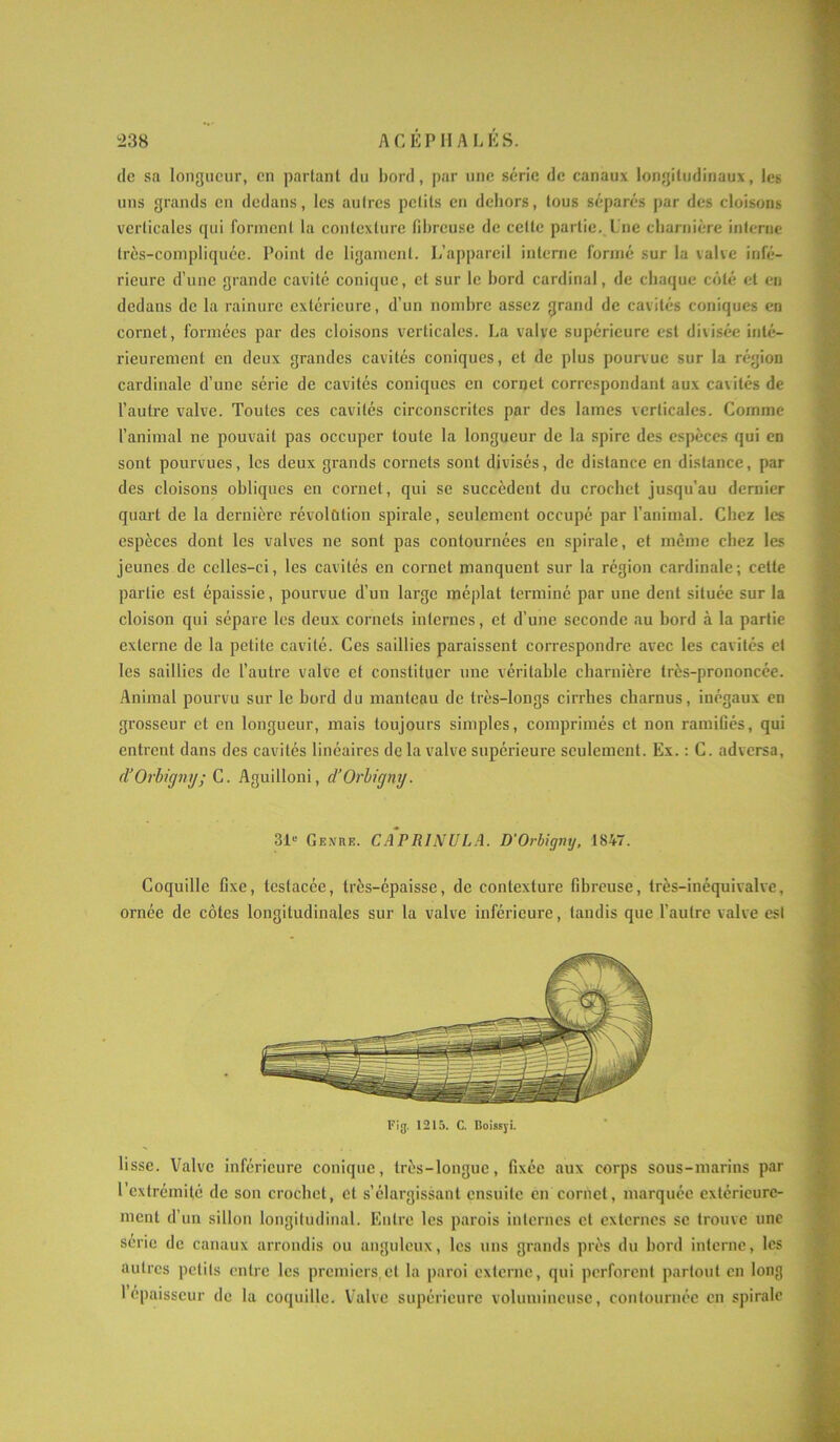 de sa longueur, en partant du bord, par une série de canaux longitudinaux, les uns grands en dedans, les autres petits en dehors, tous séparés par des cloisons verticales qui forment la contexture fibreuse de celle partie. Lne charnière interne très-compliquée. Point de ligament. L’appareil interne formé sur la valve infé- rieure d’une grande cavité conique, et sur le bord cardinal, de chaque côté et en dedans de la rainure extérieure, d’un nombre assez grand de cavités coniques en cornet, formées par des cloisons verticales. La valve supérieure est divisée inté- rieurement en deux grandes cavités coniques, et de plus pourvue sur la région cardinale d’une série de cavités coniques en cornet correspondant aux cavités de l’autre valve. Toutes ces cavités circonscrites par des lames verticales. Comme l’animal ne pouvait pas occuper toute la longueur de la spire des espèces qui en sont pourvues, les deux grands cornets sont divisés, de distance en distance, par des cloisons obliques en cornet, qui se succèdent du crochet jusqu’au dernier quart de la dernière révolûtion spirale, seulement occupé par l’animal. Chez les espèces dont les valves ne sont pas contournées en spirale, et même chez les jeunes de celles-ci, les cavités en cornet manquent sur la région cardinale; celte partie est épaissie, pourvue d’un large méplat terminé par une dent située sur la cloison qui sépare les deux cornets internes, et d’une seconde au bord à la partie externe de la petite cavité. Ces saillies paraissent correspondre avec les cavités et les saillies de l’autre valve et constituer une véritable charnière très-prononcée. Animal pourvu sur le bord du manteau de très-longs cirrhes charnus, inégaux en grosseur et en longueur, mais toujours simples, comprimés et non ramifiés, qui entrent dans des cavités linéaires de la valve supérieure seulement. Ex. : C. ad versa, (l’Orbigny; C. Aguilloni, d’Orligny. 31“ Genre. CAPR1NULA. D'Orbigny, 1847. Coquille fixe, tcstacée, très-épaisse, de contexture fibreuse, très-inéquivalve, ornée de côtes longitudinales sur la valve inférieure, tandis que l’autre valve est Fig. 1215. C. Boissyi. lisse. Valve inférieure conique, très-longue, fixée aux corps sous-marins par l’extrémité de son crochet, cl s’élargissant ensuite en cornet, marquée extérieure- ment d’un sillon longitudinal. Entre les parois internes et externes se trouve une sérié de canaux arrondis ou anguleux, les uns grands près du bord interne, les autres petits entre les premiers et la paroi externe, qui perforent partout en long 1 épaisseur de la coquille. Valve supérieure volumineuse, contournée en spirale