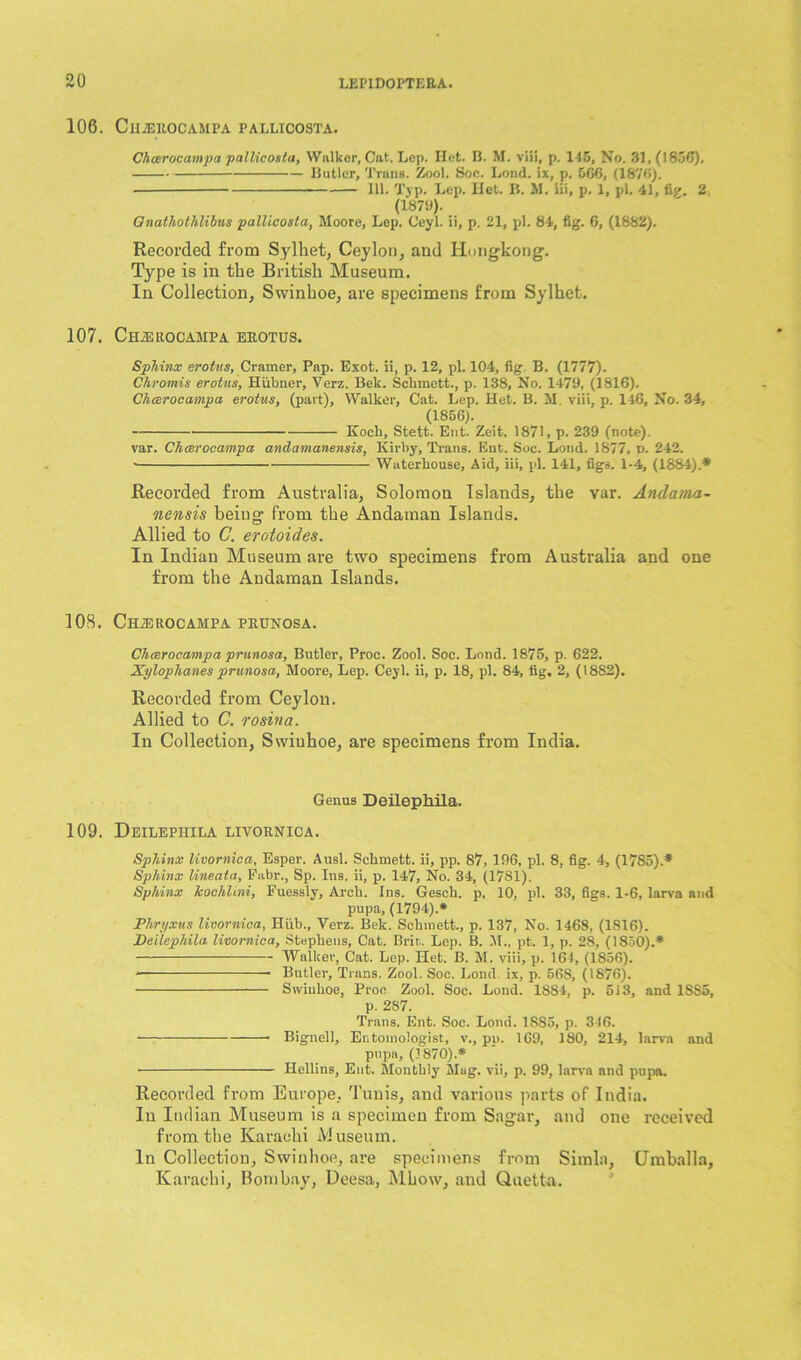 106. C II .ZERO C A M PA PALLICOSTA. Chcerocampa pallicosta, Walker, Cat. Lep. Het. B. M. viii, p. 115, No. 31,(185*5). Butler, Trans. Zool. Soe. Lond. ix, p. 566, (1876). 111. Typ. Lep. Uct. B. M. iii, p. 1, pi. 41, fig. 2. (1879). Cnathothlibus pallicosta, Moore, Lep. Ceyl. ii, p. 21, pi. 84, fig. 6, (1882). Recorded from Sylhet, Ceylon, and Hongkong. Type is in the British Museum. In Collection, Swinhoe, are specimens from Sylhet. 107. ChTEROCAMPA EROTUS. Sphinx erotus, Cramer, Pap. Exot. ii, p. 12, pi. 104, fig. B. (1777). Chromis erotus, Hiibner, Verz. Bek. Schmctt., p. 138, No. 1479, (1816). Chcerocampa erotus, (part). Walker, Cat. Lep. Het. B. M viii, p. 146, No. 34, (1856). Kocli, Stett. Ent. Zeit. 1871, p. 239 (note). var. Chcerocampa andamanensis, Kirby, Trans. Ent. Soc. Lond. 1877, D. 242. Waterhouse, Aid, iii, pi. 141, figs. 1-4, (1884).* Recorded from Australia, Solomon Islands, the var. Andama- nensis being from the Andaman Islands. Allied to C. erotoides. In Indian Museum are two specimens from Australia and one from the Andaman Islands. 108. CHiEROCAHPA PRUNOSA. Chcerocampa prunosa, Butler, Proc. Zool. Soc. Lond. 1875, p. 622. Xylophones prunosa, Moore, Lep. Ceyl. ii, p. 18, pi. 84, fig, 2, (1882). Recorded from Ceylon. Allied to C. rosina. In Collection, Swinhoe, are specimens from India. Genus Deilephila. 109. Deilephila livornica. Sphinx livornica, Esper. Ausl. Sckmett. ii, pp. 87, 196, pi. 8, fig. 4, (17S5).* Sphinx lineata, Fabr., Sp. Ins. ii, p. 147, No. 34, (1781). Sphinx Tcochltni, Fuessly, Arch. Ins. Gesch. p, 10, pi. 33, figs. 1-6, larva and pupa, (1794).* Phryxus livornica, Hub., Verz. Bek. Schmett., p. 137, No. 1468, (1S16). Deilephila livornica, Stephens, Cat. Brit. Lep. B. M„ pt. 1, p. 28, (1850).* Walker, Cat. Lep. Het. B. M. viii, p. 164, (1856). Butler, Trans. Zool. Soc. Lond. ix, p. 56S, (1876). Swinhoe, Proc Zool. Soc. Lond. 1SS4, p. 513, and 18S5, p. 287. Trans. Ent. Soc. Lond. 1S85, p. 316. Bignell, Entomologist, v., pp. 169, 180, 214, larva and pupa, (3870).* ■ Hellins, Ent. Monthly Mug. vii, p. 99, larva and pupa. Recorded from Europe, Tunis, and various parts of India. In Indian Museum is a specimen from Sagar, and one received from the Karachi Museum. In Collection, Swinhoe, are specimens from Simla, (Jmballa, Karachi, Bombay, Dcesa, Mhow, and Quetta.