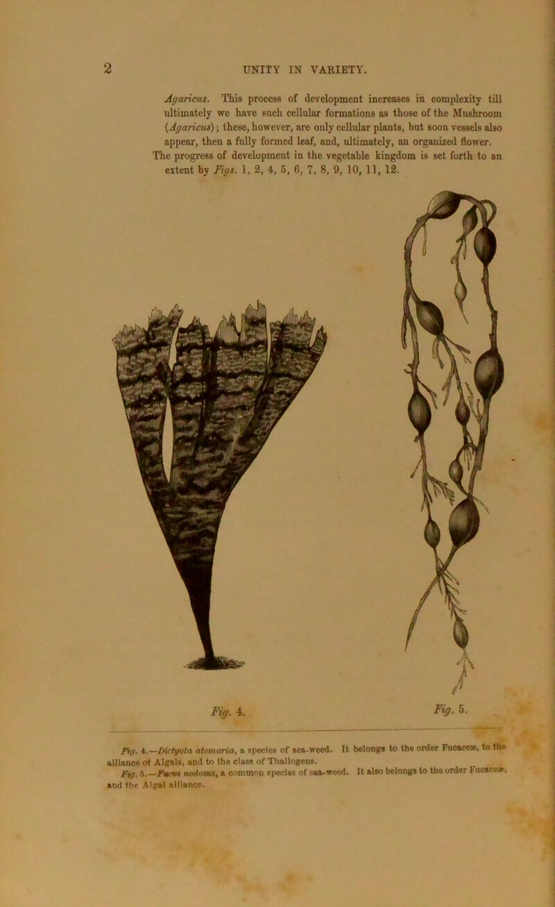 Agaricus. This process of development increases in complexity till ultimately we have such cellular formations as those of the Mushroom (Agaricus); these, however, are only cellular plants, but soon vessels also appear, then a fully formed leaf, and, ultimately, an organized flower. The progress of development in the vegetable kingdom is set forth to an extent by Figs. 1, 2, 4, 5, 6, 7, 8, 9, 10, 11, 12. Fig. 4. Fig. 5. Fig. i.—bictyota atamaria, a species of sea-weed. It belongs to the order Fucaeew, to the alliance ot Algals, and to the class of Thallogens. Fig. s. ftfctM »odottu, a common species of sea-weed. It also belongs to the order Fucacc*, and the Algal alliance.