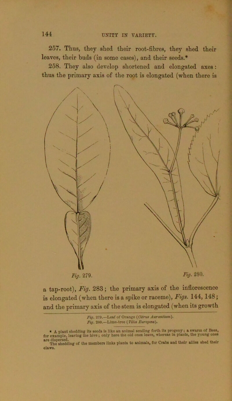 257. Thus, they shed their root-fibres, they shed their leaves, their buds (in some cases), and their seeds.* * 258. They also develop shortened and elongated axes: thus the primary axis of the root is elongated (when there is a tap-root), Fig. 283; the primary axis of the inflorescence is elongated (when there is a spike or raceme), Figs. 144,148; and the primary axis of the stem is elongated (when its growth Fig. '279.—Leaf of Orange (Citrus Aurantium). Fig. 280.—Lime-tree ( Tilia Europcea). * A plant shedding its seeds is like an animal sending forth its progeny; a swarm of Bees, for example, leaving Lite hive ; only here the old ones leave, whereas in plants, the young ones areThelheddinf of the members links plants to animals, for Crabs and their allies shed their claws.