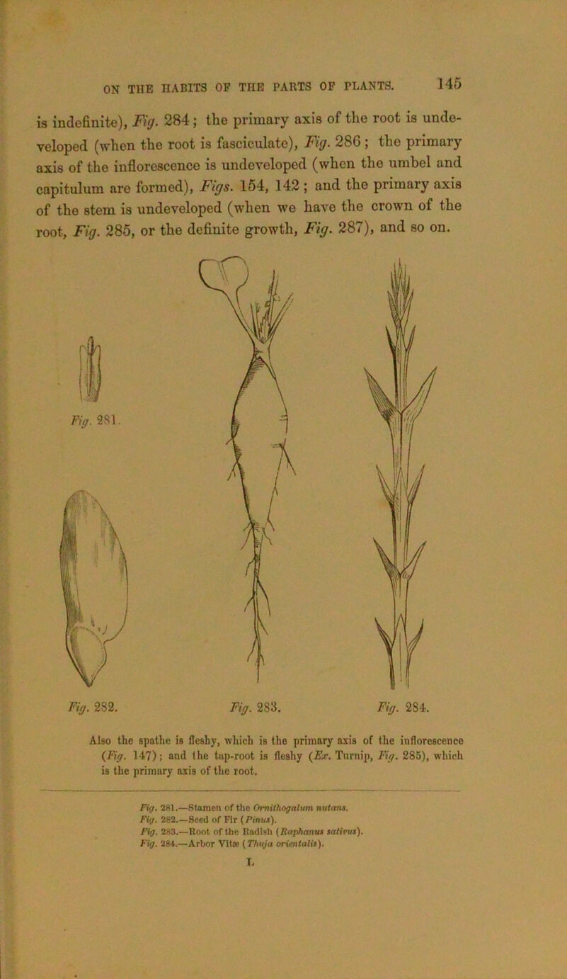 is indefinite), Fig. 284 j the primary axis of the root is unde- veloped (when the root is fasciculate), Fig. 28G ; the primary axis of the inflorescence is undeveloped (when the umbel and capitulum are formed), Figs. 154, 142 ; and the primary axis of the stem is undeveloped (when we have the crown of the root, Fig. 285, or the definite growth, Fig. 287), and so on. Fig. 2S1. Fig. 282. Fig. 283. Fig. 284. Also the spatlie is fleshy, which is the primary axis of the inflorescence (Fig. 147); and the tap-root is fleshy (Ex. Turnip, Fig. 285), which is the primary axis of the root. Fig. 281.—Stamen of the Omithogalum nutans. Fig. 282.—Seed of Fir {Pintis). Fig. 283.—Root of the Radish (Raphanu* sativvs). Fig. 284.—Arbor Vita? (Thuja orientali*). L