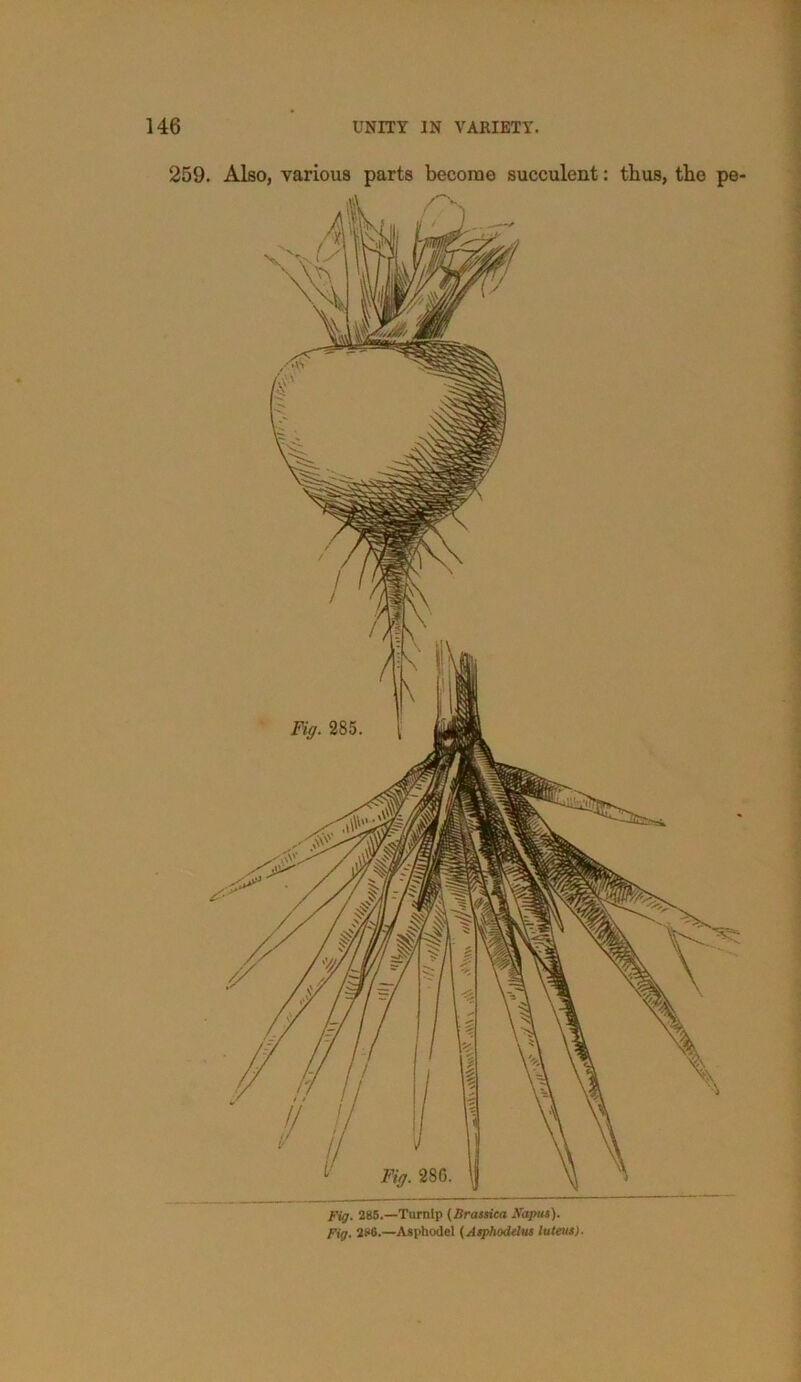 259. Also, various parts become succulent: thus, the s- Fig. 285.—Turnip (lirassica Napus). Fig. 280.—Asphodel (Asphodelus luteus).