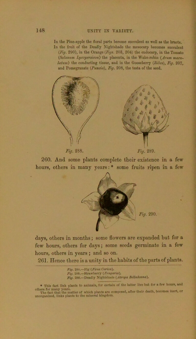 In the Pine-apple the floral parts become succulent as well as the bracts. In the fruit of the Deadly Nightshade the mcsocarp becomes succulent (Fig. 290), in the Orange {Figs. 203, 204) the endocarp, in the Tomato (Solatium Lycopersicon) the placenta, in the Wake-robin (Arum macu- latum) the conducting tissue, and in the Gooseberry (Ri/ies), Fig. 207, and Pomegranate (Puncia), Fig. 208, the testa of the seed. Fig. 288. Fig. 289. 260. And some plants complete their existence in a few hours, others in many years: * * some fruits ripen in a few days, others in months; some flowers are expanded but for a few hours, others for days; some seeds germinate in a few hours, others in years ; and so on. 261. lienee there is a unity in the habits of the parts of plants. Fig. 288.—Fig (Ficus Carica). Fig. 289.—Strawberry (Fragaria). Fig. 290.—Deadly Nightshade (Atropa Belladonna). * This fact link plants to animals, for certain of the latter live but for a few hours, and others for many years. The fact that the matter of which plants are composed, unorganized, links plants to the mineral kingdom. after their death, becomes inert, or