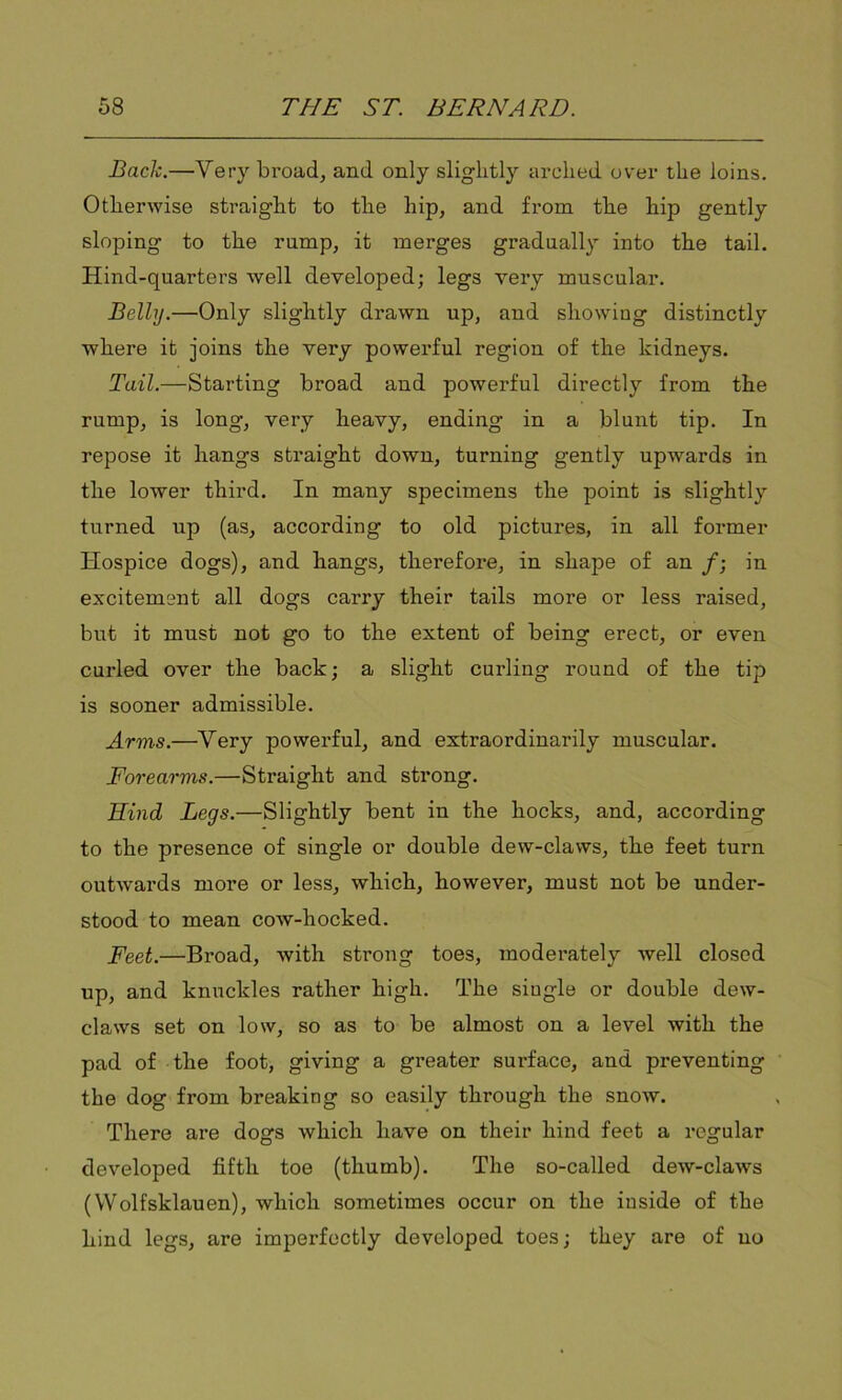 Bach.—Very broad, and only slightly arched over the loins. Otherwise straight to the hip, and from the hip gently sloping to the rump, it merges gradually into the tail. Hind-quarters well developed; legs very muscular. Belly.—Only slightly drawn up, and showing distinctly where it joins the very powerful region of the kidneys. Tail.—Starting broad and powerful directly from the rump, is long, very heavy, ending in a blunt tip. In repose it hangs straight down, turning gently upwards in the lower third. In many specimens the point is slightly turned up (as, according to old pictures, in all former Hospice dogs), and hangs, therefoi*e, in shape of an /; in excitement all dogs carry their tails more or less raised, but it must not go to the extent of being erect, or even curled over the back; a slight curling round of the tip is sooner admissible. Arms.—Very powerful, and extraordinarily muscular. Forearms.—Straight and strong. Hind Legs.—Slightly bent in the hocks, and, according to the presence of single or double dew-claws, the feet turn outwards more or less, which, however, must not be under- stood to mean cow-hocked. Feet.—Broad, with strong toes, moderately well closed up, and knuckles rather high. The single or double dew- claws set on low, so as to be almost on a level with the pad of the foot, giving a greater surface, and preventing the dog from breaking so easily through the snow. There are dogs which have on their hind feet a regular developed fifth toe (thumb). The so-called dew-claws (Wolfsklauen), which sometimes occur on the inside of the hind legs, are imperfectly developed toes; they are of no