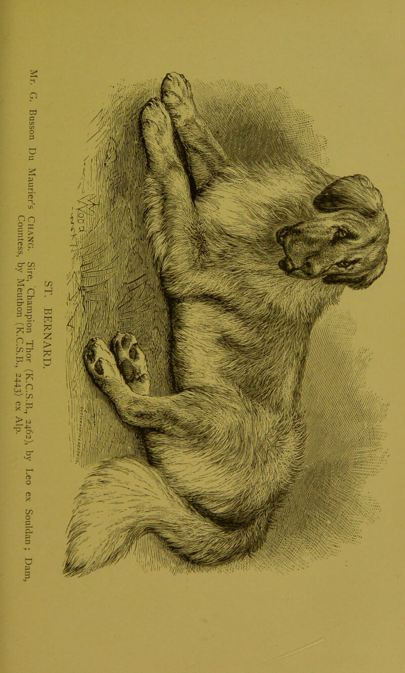 ST. BERNARD. Mr. G. Busson Du Maurier’s CHANG. Sire, Champion Thor (K.C.S.B., 2462), by Leo ex Souldan ; Dam, Countess, by Meuthon (K.C.S.B., 2443) ex Alp.