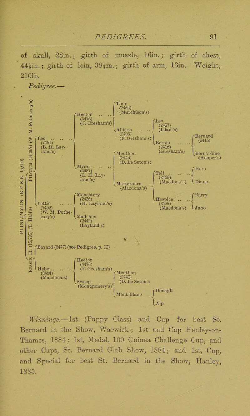 of skull, 28in.; girth of muzzle, 16iu.; girth of chest, 44£in.; girth of loin, 38^in.; girth of arm, 13in. Weight, 2101b. Pedigree.— >1 (Hector .. .. (4476) (F. Gresham’s) (Leo .. .. (7461) (L. H. Lay- land’s) & j ,a*\ .Mvra .. .. (4487) (L. IL Lay- land's) /Thor (2462) (Murchison’s) ^Abbess (2403) (F. Gresham’s) Meuthon (2443) (D. Le Seton’s) ^Matterhorn (Macdona’s) (Leo (2437) (Islam’s) (Bernie (2416) (Gresham’s) ( Bernard (2413) 1 {Monastery (2436) (H. Layland’s) ' Madchen (2442) (Layland’s) (Tell (2458) | (Macdona’s) (Hospice .. . (2429) (Macdona’s) Bernardine (Hooper's) ( Hero (Diane ^ Barry ( Juno w (Bayard (8447) (see Pedigree, p. 03) \ w- Tn a w ^Hebe (8464) (Macdona’s) (Hector (4476) (F. Gresham’s) (Sweep 'Meuthon (2443) (D. Le Seton's (Montgomery’s)') (Mont Blanc J Donagh l Alp Winnings.—1st (Puppy Class) and Cup for best St. Bernard in the Show, Warwick ; l^t and Cup Henley-on- Thames, 1884; 1st, Medal, 100 Guinea Challenge Cup, and other Cups, St. Bernard Club Show, 1884; and 1st, Cup, and Special for best St. Bernard in the Show, Hanley, 1885.