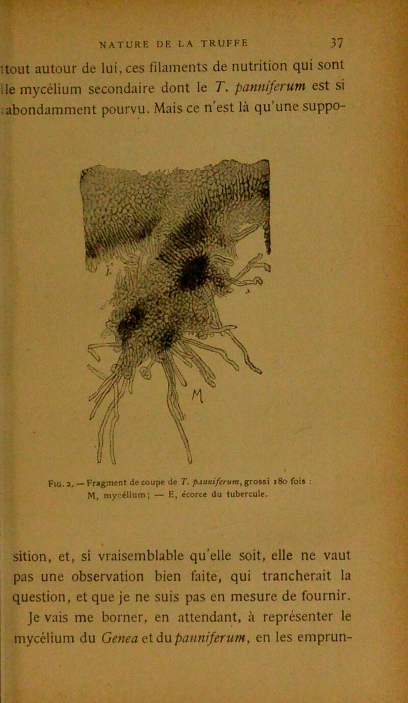 m ■■ NATURE DF. LA TRUFFE 37 : tout autour de lui, ces filaments de nutrition qui sont ,1e mycélium secondaire dont le T. panniferutn est si abondamment pourvu. Mais ce n est là qu une suppo- Fig. 2. — Fragment découpé de T. pannifcrum, grossi 180 fois : M, mycélium; — E, écorce du tubercule. sition, et, si vraisemblable qu’elle soit, elle ne vaut pas une observation bien faite, qui trancherait la question, et que je ne suis pas en mesure de fournir. Je vais me borner, en attendant, à représenter le mycélium du Genea et dupanniferum, en les emprun-