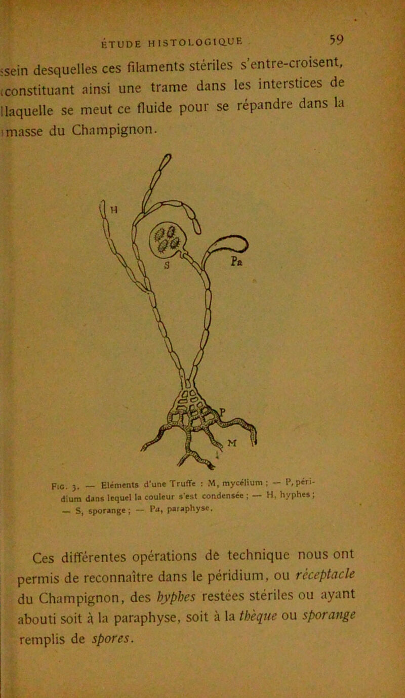 -sein desquelles ces filaments stériles s’entre-croisent, ^constituant ainsi une trame dans les interstices de ! laquelle se meut ce fluide pour se répandre dans la imasse du Champignon. G. 3. — Eléments d'une Truffe : M, mycélium ; — l>,péri- dium dans lequel la couleur s'est condensée ; — H. hyphes ; — S, sporange; — Pa, paraphyse. Ces différentes opérations de technique nous ont permis de reconnaître dans le péridium, ou réceptacle du Champignon, des hyphes restées stériles ou ayant abouti soit à la paraphyse, soit à la th'eque ou sporange remplis de spores.