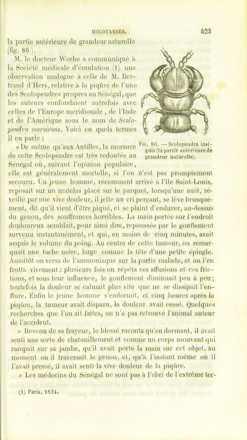 la partie antérieure de grandeur naturelle (fig. 86 ). M. le docteur Worbe a communiqué à la Société médicale d’émulation (1) une observation analogue à celle de M. Ber- trand d’Hers, relative à la piqûre de Tune des Scolopendres propres au Sénégal, que les auteurs confondaient autrefois avec celles de l’Europe méridionale , de l’Inde et de l’Amérique sous le nom de Scolo- pendra morsicans. Voici en quels termes il en parle : «De même qu’aux Antilles,la morsure FlG‘ 8G;s^loPendra l,ls'~ de cette Scolopendre est très redoutee au grandeur naturelle). Sénégal où, suivant l’opinion populaire, elle est généralement mortelle, si l’on n’est pas promptement secouru. Un jeune homme, récemment arrivé à l’ile Saint-Louis, reposait sur un matelas placé sur le parquet, lorsqu’une nuit, ré- veillé par une vive douleur, il jette un cri perçant, se lève brusque- ment, dit qu’il vient d’être piqué, et se plaint d’endurer, au-dessus du genou, des souffrances horribles. La main portée sur l’endroit douloureux semblait, pour ainsi dire, repoussée par le gontlement survenu instantanément, et qui, en moins de cinq minutes, avait acquis le volume du poing. Au centre de cette tumeur, on remar- quait une tache noire, large comme la tête d’une petite épingle. Aussitôt on versa de l’ammoniaque sur la partie malade, et on l’en frotta vivement : plusieurs fois on répéta ces affusions et ces fric- tions, et sous leur influence, le gonflement diminuait peu à peu; toutefois la douleur se calmait plus vite que ne se dissipait l’en- flure. Enfin le jeune homme s’endormit, et cinq heures après la piqûre, la tumeur avait disparu, la douleur avait cessé. Quelques recherches que l’on ait faites, on n’a pas retrouvé l’animal auteur de l’accident. » Revenu de sa frayeur, le blessé raconta qu’en dormant, il avait senti une sorte de chatouillement et comme un corps mouvant qui rampait sur sa jambe, qu’il avait porté la main sur cet objet, au moment où il traversait le genou, et, qu’à l’instant même où il l'avait pressé, il avait senti la vive douleur de la piqûre. » Les médecins du Sénégal ne sont pas à l’abri de l’extrême ter- (1) Paris, 1824.