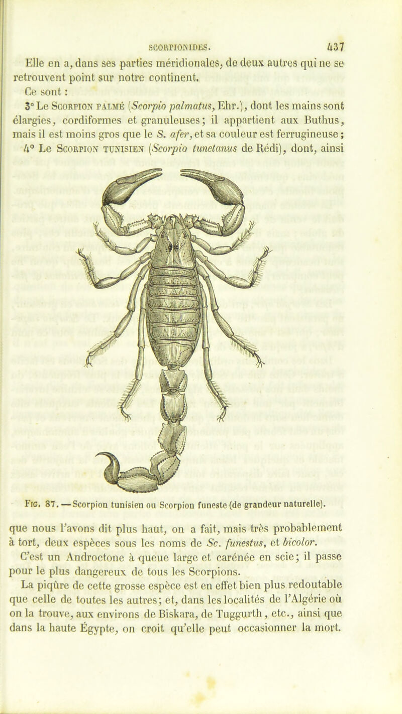 Elle en a, dans ses parties méridionales, de deux autres qui ne se retrouvent point sur notre continent. Ce sont : 3° Le Scorpion palmé (Scoi'pio palmatus, Ehr.), dont les mains sont élargies, cordiformes et granuleuses; il appartient aux Buthus, mais il est moins gros que le S. afer, et sa couleur est ferrugineuse ; 4° Le Scorpion tunisien (Scorpio tunetanus de Rédi), dont, ainsi Fie. 37. —Scorpion tunisien ou Scorpion funeste (de grandeur naturelle). que nous Lavons dit plus haut, on a fait, mais très probablement à tort, deux espèces sous les noms de Sc. funestus, et bicolor. C’est un Androctone à queue large et carénée en scie; il passe pour le plus dangereux de tous les Scorpions. La piqûre de cette grosse espèce est en effet bien plus redoutable que celle de toutes les autres; et, dans les localités de l’Algérie où on la trouve, aux environs de Biskara, de Tuggurth, etc., ainsi que dans la haute Égypte, on croit qu’elle peut occasionner la mort.