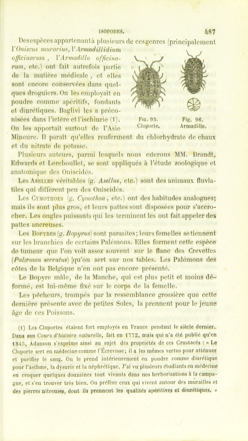 Desespèces appartenantà plusieurs de cesgenres (principalement l'Oniscus murcirius, VArmadillidium officinarum , YArmadillo officina- rum, etc.) ont fait autrefois partie de la matière médicale , et elles sont encore conservées dans quel- ques droguiers.On les employait en poudre comme apéritifs, fondants et diurétiques. Baglivi les a préco- nisées dans l’ictère et l’ischiurie (1). On les apportait surtout de l’Asie Mineure. Il paraît qu’elles renferment du chlorhydrate de chaux et du nitrate de potasse. Plusieurs auteurs, parmi lesquels nous citerons MM. Brandt, Edwards et Lereboullet, se sont appliqués «à l’étude zoologique et anatomique des Oniscidés. Les Aselles véritables (g. Asellus, etc.) sont des animaux lluvia- tiles qui diffèrent peu des Oniscidés. Les Cymothoes (g. Cymothoa , etc.) ont des habitudes analogues; mais ils sont plus gros, et leurs pattes sont disposées pour s’accro- cher. Les ongles puissants qui les terminent les ont fait appeler des pattes ancreuses. Les Bopyres (g. Bopyrus) sont parasites; leurs femelles se tiennent sur les branchies de certains Palémons. Elles forment cette espèce de tumeur que l’on voit assez souvent sur le flanc des Crevettes (Palæmon serratus) [qu’on sert sur nos tables. Les Palémons des côtes de la Belgique n’en ont pas encore présenté. Le Bopvre môle, de la Manche, qui est plus petit et moins dé- formé, est lui-méme fixé sur le corps de la femelle. Les pêcheurs, trompés par la ressemblance grossière que cette dernière présente avec de petites Soles, la prennent pour le jeune Age de ces Poissons. (1) Les Cloportes étaient fort employés en France pendant le siècle dernier. Dans son Cours d’hisloire naturelle, fait en 1772, mais qui n’a été publié qu’en 1845, Adanson s’exprime ainsi au sujet des propriétés de ces Crustacés : « Le Cloporte sert en médecine comme l’Écrevisse; il a les mômes vertus pour atténuer et purifier le sang. On le prend intérieurement en poudre comme diurétique pour l’asthme, la dysuric et la néphrétique. J’ai vu plusieurs étudiants en médecine en croquer quelques douzaines tout vivants dans nos herborisations à la campa- gne, et s’en trouver très bien. On préfère ceux qui vivent autour des murailles et des pierres nitreuse?, dont ils prennent les qualités apéritives et diurétiques. » Fig. 95. Fig. 96. Cloporte. Armadille.