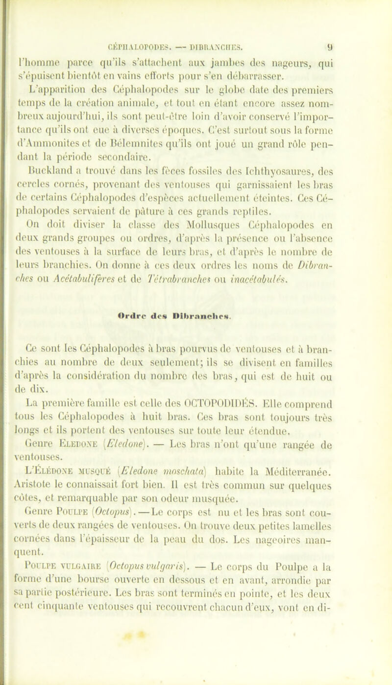 l’homme parce qu’ils s’attachent aux jambes des nageurs, qui s’épuisent bientôt en vains efforts pour s’en débarrasser. L’apparition des Céphalopodes sur le globe date des premiers temps de la création animale, et tout en étant encore assez nom- breux aujourd'hui, ils sont peut-être loin d’avoir conservé l’impor- tance qu’ils ont eue à diverses époques. C’est surtout sous la forme d’Ainmonites et de Bélemnites qu’ils ont joué un grand rôle pen- dant la période secondaire. Buckland a trouvé dans les fèces fossiles des Ichthyosaures, des cercles cornés, provenant des ventouses qui garnissaient les bras de certains Céphalopodes d’espèces actuellement éteintes. Ces Cé- phalopodes servaient de pâture à ces grands reptiles. On doit diviser la classe des Mollusques Céphalopodes en deux grands groupes ou ordres, d’après la présence ou l’absence des ventouses à la surface de leurs bras, et d’après le nombre de leurs branchies. On donne à ces deux ordres les noms de Dibran- c/tes ou Acétabulifêres et de Tétrabranches ou inacétcibutés. Ordre des Diltranclies. Ce sont les Céphalopodes à bras pourvus de ventouses et à bran- chies au nombre de deux seulement; ils se divisent en familles d’après la considération du nombre des bras, qui est de huit ou de dix. La première famille est celle des OGTOPODIDËS. Elle comprend tous les Céphalopodes à huit bras. Ces bras sont toujours très longs et ils portent des ventouses sur toute leur étendue. Genre Eledo.xe (Eledone). — Les bras n’ont qu’une rangée de ventouses. L Eledo.xe musqué (Eleclone moscha/a) habite la Méditerranée. Aristote le connaissait fort bien. 11 est très commun sur quelques côtes, et remarquable par son odeur musquée. Genre Poulpe (Octopus). — Le corps est nu et les bras sont cou- verts de deux rangées de ventouses. On trouve deux petites lamelles cornées dans 1 épaisseur de la peau du dos. Les nageoires man- quent. Poulpe vulgaire [Octopus vulgaris). — Le corps du Poulpe a la forme d’une bourse ouverte en dessous et en avant, arrondie par sa partie postérieure. Les bras sont terminés en pointe, et les deux cent cinquante ventouses qui recouvrent chacun d’eux, vont en di-