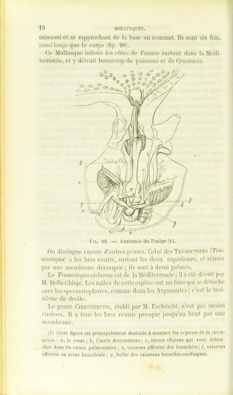 MOI.T.ÜSQCES, minuant ot se rapprochant de la base au sommet. Ils sont six fois, aussi longs que le corps (fig. 98). Ce Mollusque infeste les côtes de France surtout dans la Médi- terranée, et y détruit beaucoup de poissons et de Crustacés. Fig. 98. — Anatomie du Poulpe (1). On distingue encore d’autres genres. Celui des TnÉtrocrorES (Tre- moctopus) a les bras courts, surtout les deux supérieurs, et réunis par une membrane découpée ; ils sont à demi palmés. Le Tremoctopus violaceus cstde la Méditerranée ; il a été décrit par M. Del le Chiaje. Les môles de cette espèce ont un bras qui se détache avec les spermatoplvores, comme dans les Argonautes; c’est le troi- sième de droite. Le genre Cirrotheutis, établi par M. Eschricht, n’est pas moins curieux. Il a tous les bras réunis presque jusqu’au bout par une membrane. (I) Cette figure est principalement destinée à montrer les organes de la circu- lation : a, le cœur ; b, l’aorte descendante; c, troncs véiucux qui vont débou- cher dans les cœurs pulmonaires ; e, vaisseau afférent des branchies; f, vaisseau efférent ou veine branchiale ; g, bulbe des vaisseaux branchïocardiaques.