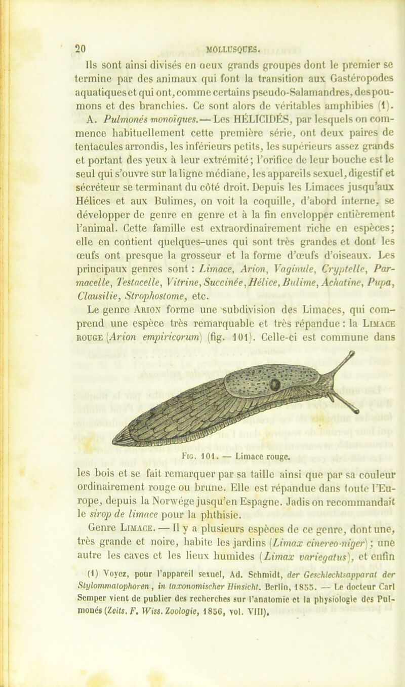 Ils sont ainsi divisés en oeux grands groupes dont le premier se termine par des animaux qui font la transition aux Gastéropodes aquatiques et qui ont, comme certains pseudo-Salamandres, des pou- mons et des branchies. Ce sont alors de véritables amphibies (1). A. Pulmonés monoïques.— Les HËLICIDÉS, par lesquels on com- mence habituellement cette première série, ont deux paires de tentacules arrondis, les inférieurs petits, les supérieurs assez grands et portant des yeux à leur extrémité; l'orifice de leur bouche est le seul qui s'ouvre sur la ligne médiane, les appareils sexuel, digestif et sécréteur se terminant du côté droit. Depuis les Limaces jusqu’aux Hélices et aux Bulimes, on voit la coquille, d’abord interne, se développer de genre en genre et à la fin envelopper entièrement l’animal. Cette famille est extraordinairement riche en espèces; elle en contient quelques-unes qui sont très grandes et dont les œufs ont presque la grosseur et la forme d’œufs d’oiseaux. Les principaux genres sont : Limace, Arion, Vaginule, Cryptelle, Par- macelle, Testacelle, Vitrine, Succinée, Hélice, Bidime, Achatine, Pupa, Clausilie, Strophostome, etc. Le genre Arion forme une 'subdivision des Limaces, qui com- prend une espèce très remarquable et très répandue : la Limace rouge (Anon empiricorum) (fig. 101). Celle-ci est commune dans Fig. 101. — Limace rouge. les bois et se fait remarquer par sa taille ainsi que par sa couleur ordinairement rouge ou brune. Elle est répandue dans foute l’Eu- rope, depuis la Nonvége jusqu’en Espagne. Jadis on recommandait le sirop de limace pour la phthisie. Genre Limace. — Il y a plusieurs espèces de ce genre, dont une, très grande et noire, habite les jardins (Limax cinereo-niger)', une autre les caves et les lieux humides (Limax variegatus), et enfin (1) Voyez, pour l'appareil sexuel, Ad. Schmidt, âcr Geschlechtsapparat der Stylommatophoren, in taxonomischer Hinsickt. Berlin, 1855. — Le docteur Cari Scmper vient de publier des recherches sur l’anatomie et la physiologie des Pul- monés (Zeifs. F, Wiss. Zoologie, 185G, vol. VIII),