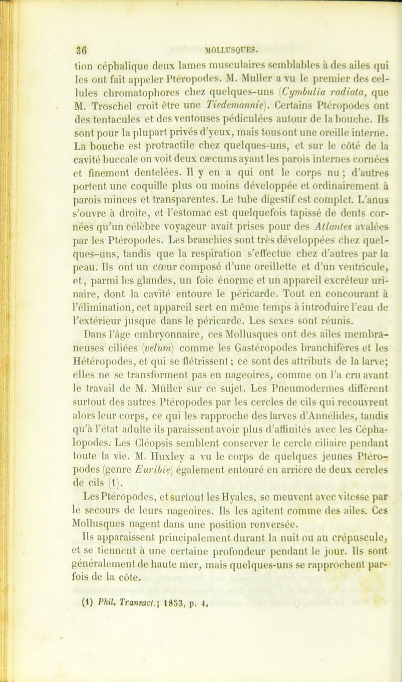 lion céphalique deux lames musculaires semblables à des ailes qui les ont fait appeler l'téropodes. M. Muller a vu le premier des cel- lules chromatophores chez quelques-uns (Cymbulia radiata, que M. Troschel croit être une Tiedemannie). Certains Ptéropodes ont des tentacules et des ventouses pédiculées autour de la bouche. Ils sont pour la plupart privés d’yeux, mais tousont une oreille interne. La bouche est protractile chez quelques-uns, et sur le côté de la cavité buccale on voit deux cæcums ayant les parois internes cornées et finement dentelées. 11 y en a qui ont le corps nu ; d’autres portent une coquille plus ou moins développée et ordinairement à parois minces et transparentes. Le tube digestif est complet. L’anus s’ouvre à droite, et l’estomac est quelquefois tapissé de dents cor- nées qu’un célèbre voyageur avait prises pour des Atlantes avalées par les Ptéropodes. Les branchies sont très développées chez quel- ques-uns, tandis que la respiration s’effectue chez d’autres par la peau. Ils ont un cœur composé d’une oreillette et d’un ventricule, et, parmi les glandes, un foie énorme et un appareil excréteur uri- naire, dont la cavité entoure le péricarde. Tout en concourant à l’élimination, cet appareil sert en même temps à introduire l’eau de l’extérieur jusque dans le péricarde. Les sexes sont réunis. Dans l’âge embryonnaire, ces Mollusques ont des ailes membra- neuses ciliées [vélum) comme les Gastéropodes branchifères et les Hétéropodes, et qui se flétrissent; ce sont des attributs de la larve; elles ne se transforment pas en nageoires, comme on l’a cru avant le travail de M. Müller sur ce sujet. Les Pneumodermes diffèrent surtout des autres Ptéropodes par les cercles de cils qui recouvrent alors leur corps, ce qui les rapproche des larves d’Annélides, tandis qu’à l’état adulte ils paraissent avoir plus d’aflinités avec les Cépha- lopodes. Les Cléopsis semblent conserver le cei’cle ciliaire pendant toute la vie. M. Huxley a vu le corps de quelques jeunes Ptéro- podes (genre Euribie) également entouré en arrière de deux cercles de cils (1). Les Ptéropodes, et surtout les Hyales, se meuvent avec vitesse par le secours de leurs nageoires. Ils les agitent comme des ailes. Ces Mollusques nagent dans une position renversée. Ils apparaissent principalement durant la nuit ou au crépuscule, et se tiennent à une certaine profondeur pendant le jour. Ils sont généralement de haute mer, mais quelques-uns se rapprochent par- fois de la côte. (1) Phil, Transactt853, p, L