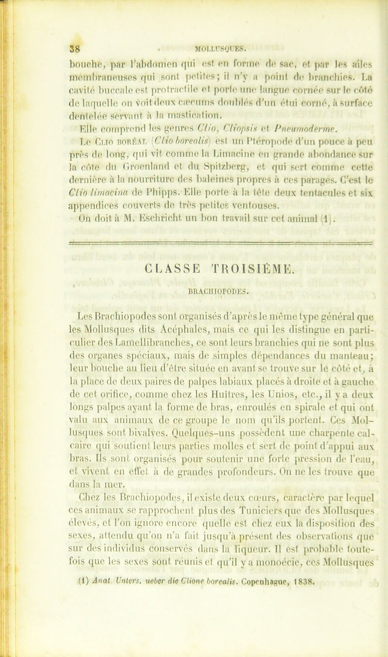 bouche, par l’abdomen qui est en forme de sac, et par les ailes membraneuses qui sont petites; il n'y a point de branchies. La cavité buccale est protraelile et porte une langue cornée sur le côté de laquelle on voit deux cæcums doublés d’un étui corné, à surface dentelée servant à la mastication. Elle comprend les genres Clin, Cliopsis et Cneurrfùiîrme. Le Cmo boréal [Clio borealis) est un l’téropode d’un pouce à peu près de long, qui vit comme la Limacine en grande abondance sur la côte du Groenland et du Spitzberg, et qui sert comme cette dernière à la nourriture des baleines propres à ces parages. C’est le Clio limacim de Phipps. Elle porte à la tête deux tentacules et six appendices couverts de très petites ventouses. On doit à M. Escbricht un bon travail sur cet animal 1;. CLASSE TROISIÈME. BRACHIOPODES. Les Brachiopodes sont organisés d’après le même type général que les Mollusques dits Acéphales, mais ce qui les distingue en parti- culier des Lamellibranches, ce sont leurs branchies qui ne sont plus des organes spéciaux, mais de simples dépendances du manteau; leur bouche au lieu d’être située en avant se trouve sur le côté et, à la place de deux paires de palpes labiaux placés à droite et à gauche de cet orifice, comme chez les Huîtres, les Unios, etc., il y a deux longs palpes ayant la forme de bras, enroulés en spirale et qui ont valu aux animaux de ce groupe le nom qu’ils portent. Ces .Mol- lusques sont bivalves. Quelques-uns possèdent une charpente cal- caire qui soutient leurs parties molles et sert de point d’appui aux bras. Ils sont organisés pour soutenir une forte pression de l'eau, et vivent en effet à de grandes profondeurs. On ne les trouve que dans la mer. Chez les Brachiopodes, il existe deux cœurs, caractère par lequel ces animaux se rapprochent plus des Tunicicrs que des Mollusques élevés, et l’on ignore encore quelle est chez eux la disposition des sexes, attendu qu’on n’a fait jusqu’à présent des observations que sur des individus Conservés dans la liqueur. 11 est probable toute- fois que les sexes sont réunis et qu’il y a monoécie, ces Mollusques (1) Anal. UiUcrs. ueber die Clione borealis. Copenhague, 1838.