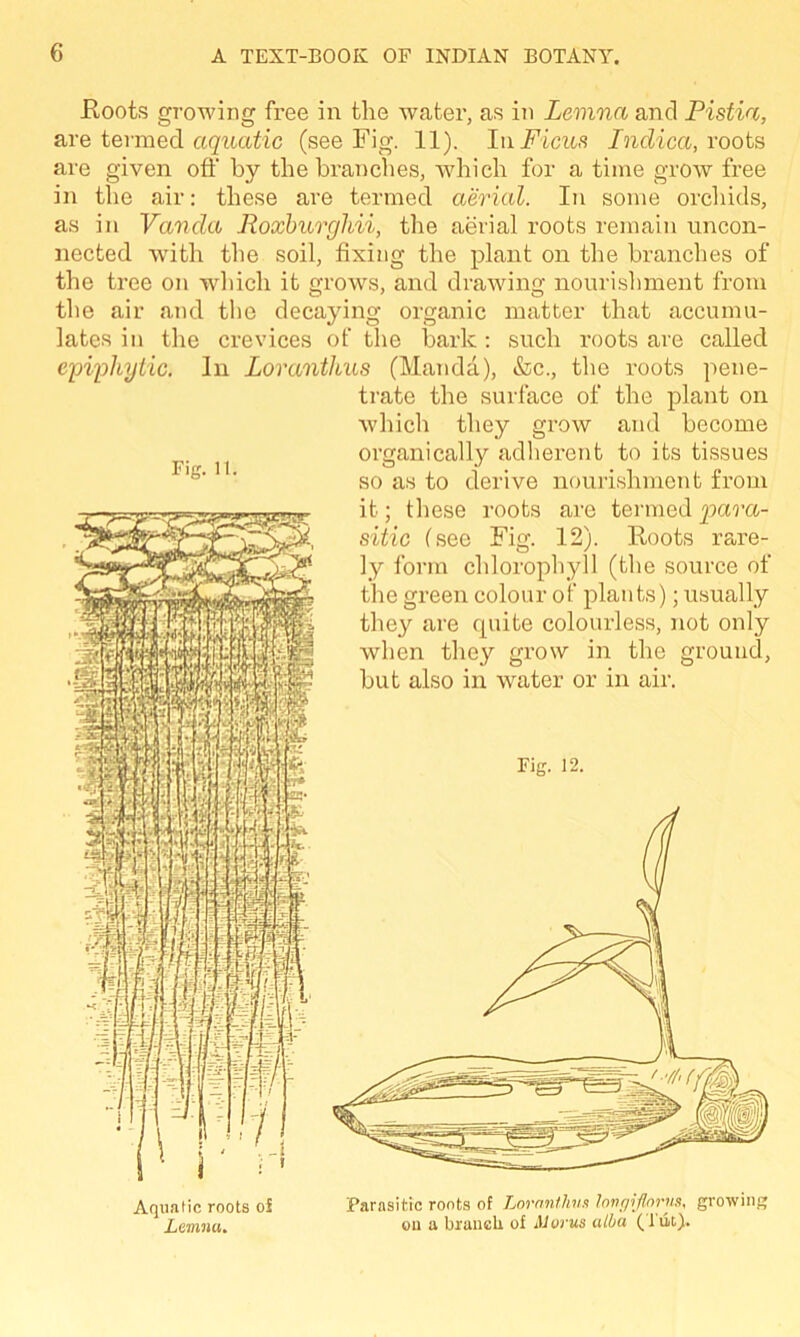 Roots growing free in the water, as in Levina and Pistia, are termed aquatic (see Fig. 11). In .Ficus Indica, roots are given off by the branches, which for a time grow free in the air: these are termed aerial. In some orchids, as in Vanda Roxburgldi, the aerial roots remain uncon- nected with the soil, fixing the plant on the branches of the tree on which it grows, and drawing nourishment from the air and the decaying organic matter that accumu- lates in the crevices of the bark: such roots are called epiphytic. In Loranthus (Manda), &c., the roots pene- trate the surface of the plant on which they grow and become organically adherent to its tissues so as to derive nourishment from it; these roots are termed para- sitic (see Fig. 12). Roots rare- ly form chlorophyll (the source of the green colour of plants); usually they are quite colourless, not only when they grow in the ground, but also in water or in air. Fig. 12. Aquatic roots of Lenina. Parasitic roots of Loranthus longiflorns, growing on a branch of Morus alba (Tut).