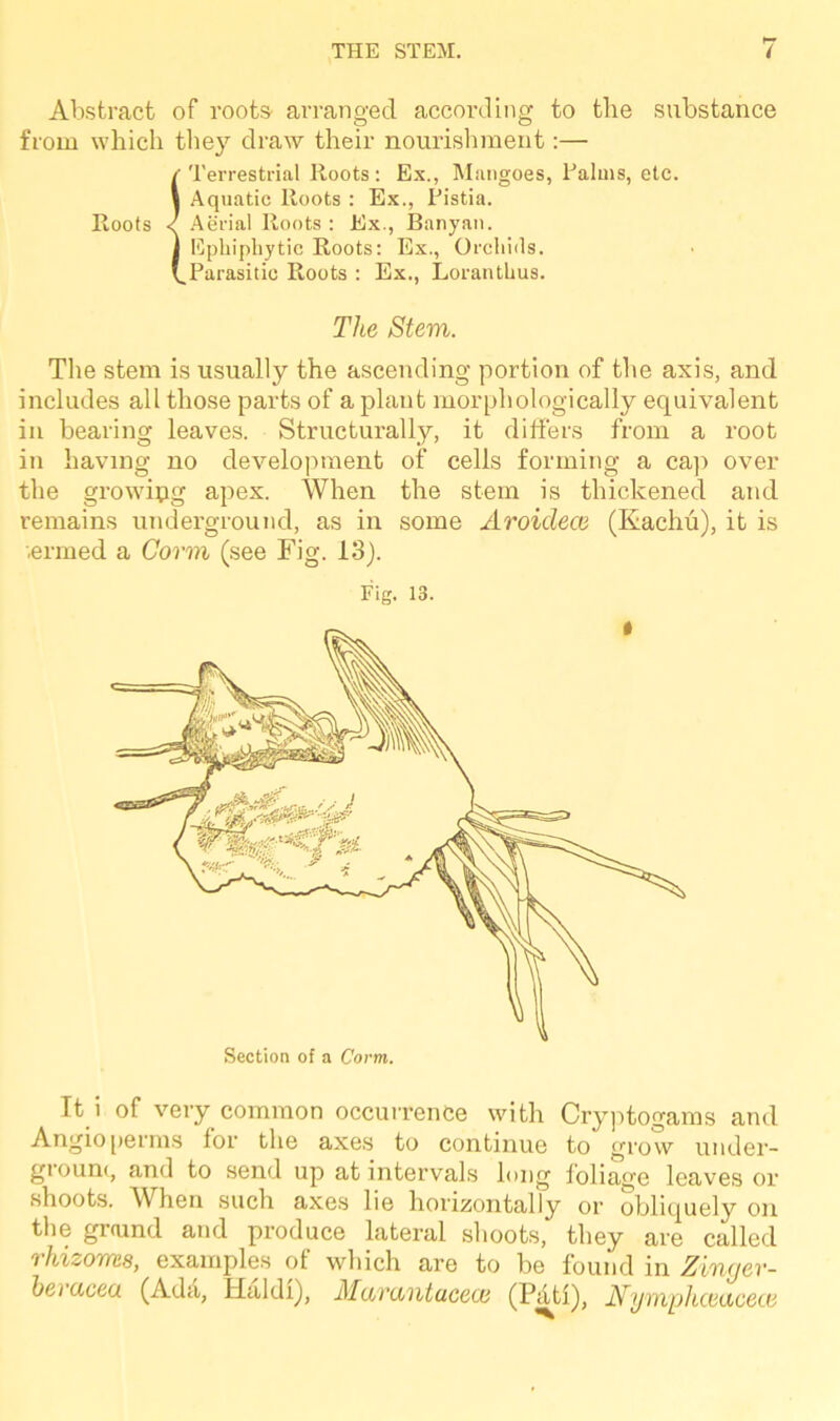 Abstract of roots arranged according to the substance from which they draw their nourishment:— The stem is usually the ascending portion of the axis, and includes all those parts of a plant morphologically equivalent in bearing leaves. Structurally, it differs from a root in having no development of cells forming a cap over the growing apex. When the stem is thickened and remains underground, as in some Aroulece (Kachu), it is ■ermed a Conn (see Fig. 13). It i of very common occurrence with Cryptogams and Angio perms lor the axes to continue to grow under - gioum, and to send up at intervals long folino'e leaves or shoots. \\ hen such axes lie horizontally or obliquely on the griund and produce lateral shoots, they are called rhizome, examples of which are to be found in Zinger- hei acea (Ada, Haldi), Murantacete (Patl), NymphceacecB The Stem. Fig. 13. Section of a Corm.