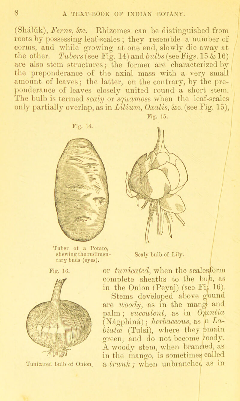 (Shaluk), Ferns, &c. Rhizomes can be distinguished from roots by possessing leaf-scales ; they resemble a number of conns, and while growing at one end, slowly die away at the other. Tubers (sea Fig. 14) and bulbs (see Figs. 15 & 16) are also stem structures; the former are characterized by the preponderance of the axial mass with a very small amount of leaves; the latter, on the contrary, by the pre- ponderance of leaves closely united round a short stem. The bulb is termed scaly or squamose when the leaf-scales only partially overlap, as in Lilium, Oxalis, &c. (see Fig. 15), Fig. 15. Fig. 14. Tuber of a Potato, shewing the rudimen- tary buds (eyes). Scaly bulb of Lily. Fig. 16. Tunicated bulb of Onion or tunicatecl, when the scalesform complete sheaths to the bub, as in the Onion (Peyaj) (see Fij. 16). Stems developed above giound are woody, as in the mang) and palm; succulent, as in Ojuntia (Ntigphina); herbaceous, as jn La- biates (Tulsi), where they cmain green, and do not become roody*. A woody stem, when branched, as in the mango, is sometimes called a trunk; when unbranchec, as in