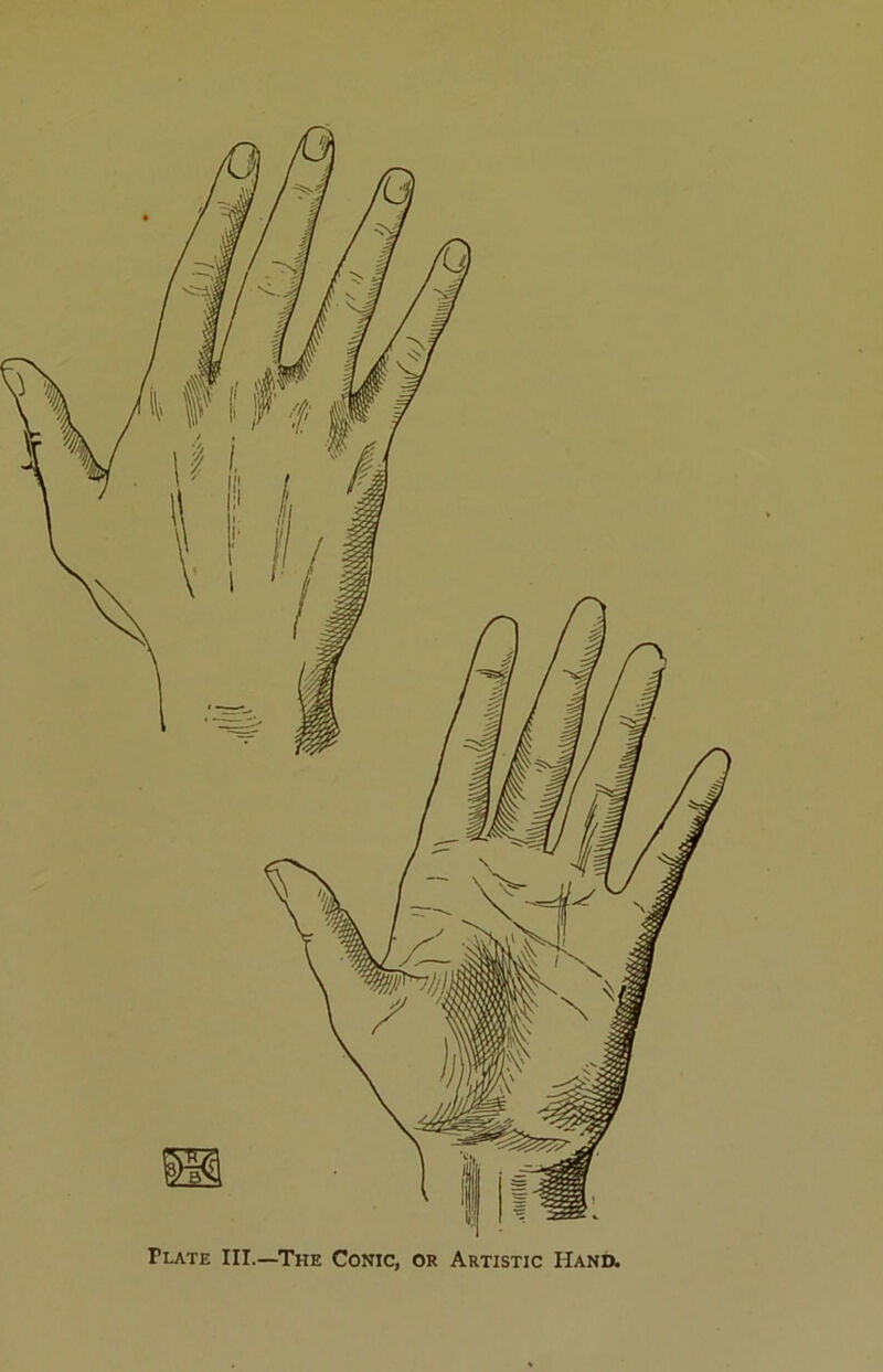 Plate III.—The Conic, or Artistic Hand.