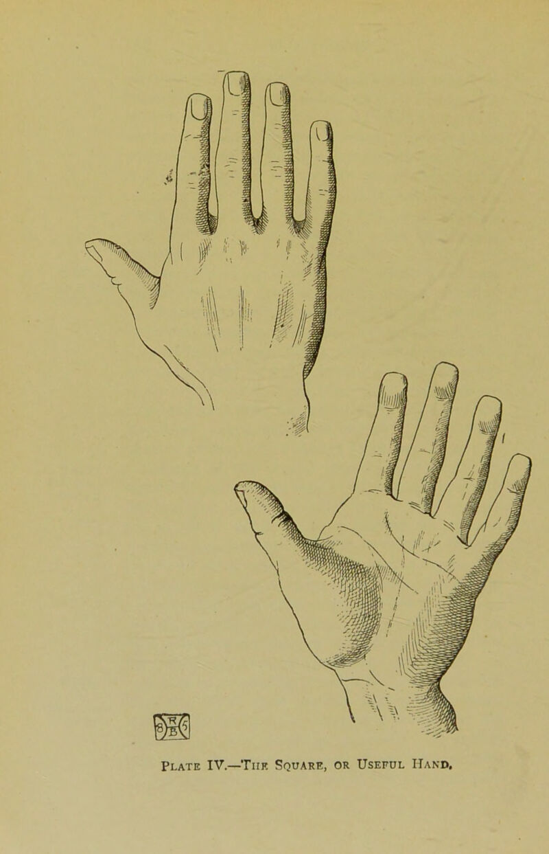 Plate IV.—The Square, or Useful Hand,