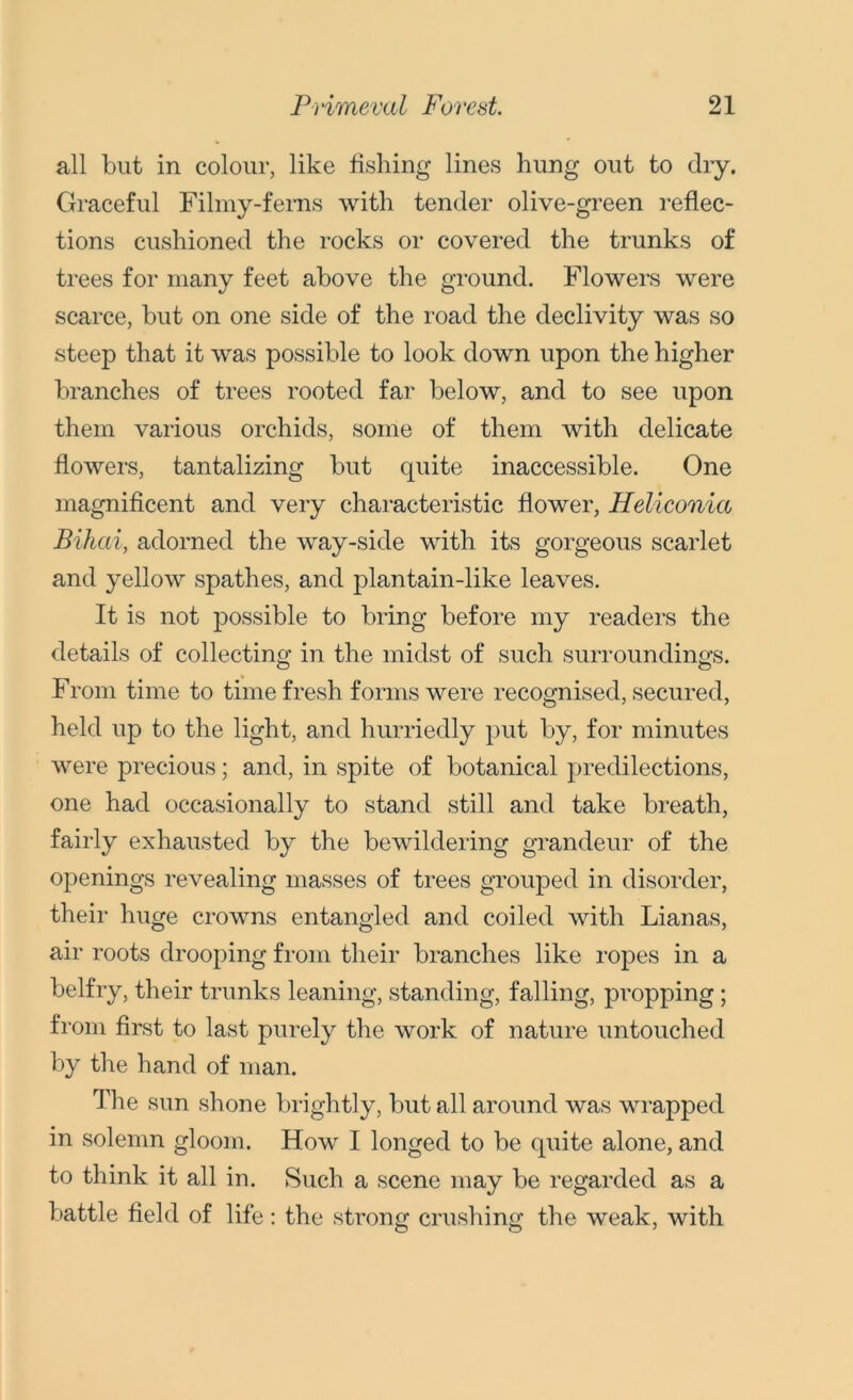 all but in colour, like fishing lines hung out to dry. Graceful Filmy-ferns with tender olive-green reflec- tions cushioned the rocks or covered the trunks of trees for many feet above the ground. Flowers were scarce, but on one side of the road the declivity was so steep that it was possible to look down upon the higher branches of trees rooted far below, and to see upon them various orchids, some of them with delicate flowers, tantalizing but quite inaccessible. One magnificent and very characteristic flower, Heliconia Bihai, adorned the way-side with its gorgeous scarlet and yellow spathes, and plantain-like leaves. It is not possible to bring before my readers the details of collecting in the midst of such surroundings. From time to time fresh forms were recognised, secured, held up to the light, and hurriedly put by, for minutes were precious; and, in spite of botanical predilections, one had occasionally to stand still and take breath, fairly exhausted by the bewildering grandeur of the openings revealing masses of trees grouped in disorder, their huge crowns entangled and coiled with Lianas, air roots drooping from their branches like ropes in a belfry, their trunks leaning, standing, falling, propping ; from first to last purely the work of nature untouched by the hand of man. The sun shone brightly, but all around was wrapped in solemn gloom. How I longed to be quite alone, and to think it all in. Such a scene may be regarded as a battle field of life: the strong crushing the weak, with