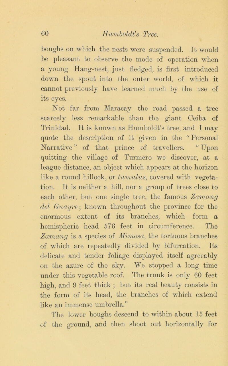 boughs on which the nests were suspended. It would be pleasant to observe the mode of operation when a young Hang-nest, just fledged, is first introduced down the spout into the outer world, of which it cannot previously have learned much by the use of its eyes. Not far from Maracay the road passed a tree scarcely less remarkable than the giant Ceiba of Trinidad. It is known as Humboldt’s tree, and I may quote the description of it given in the “ Personal Narrative ” of that prince of travellers. “ Upon quitting the village of Turmero we discover, at a league distance, an object which appears at the horizon like a round hillock, or tumulus, covered with vegeta- tion. It is neither a hill, nor a group of trees close to each other, but one single tree, the famous Zamang del Guayre; known throughout the province for the enormous extent of its branches, which form a hemispheric head 576 feet in circumference. The Zamang is a species of Mimosa, the tortuous branches of which are repeatedly divided by bifurcation. Its delicate and tender foliage displayed itself agreeably on the azure of the sky. We stopped a long time under this vegetable roof. The trunk is only 60 feet high, and 9 feet thick ; but its real beauty consists in the form of its head, the branches of which extend like an immense umbrella.” The lower boughs descend to within about 15 feet of the ground, and then shoot out horizontally for