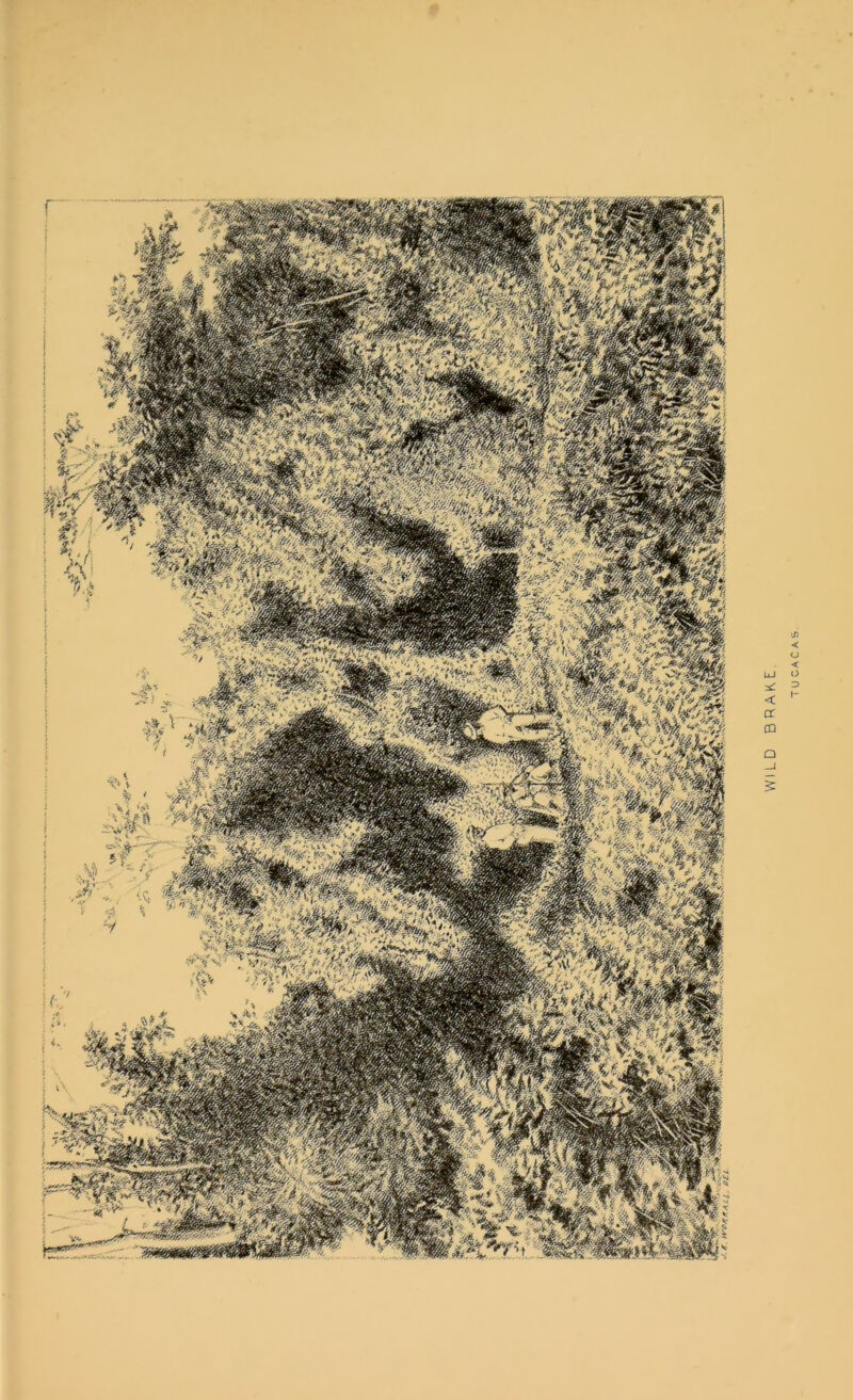 WILD BRAKE