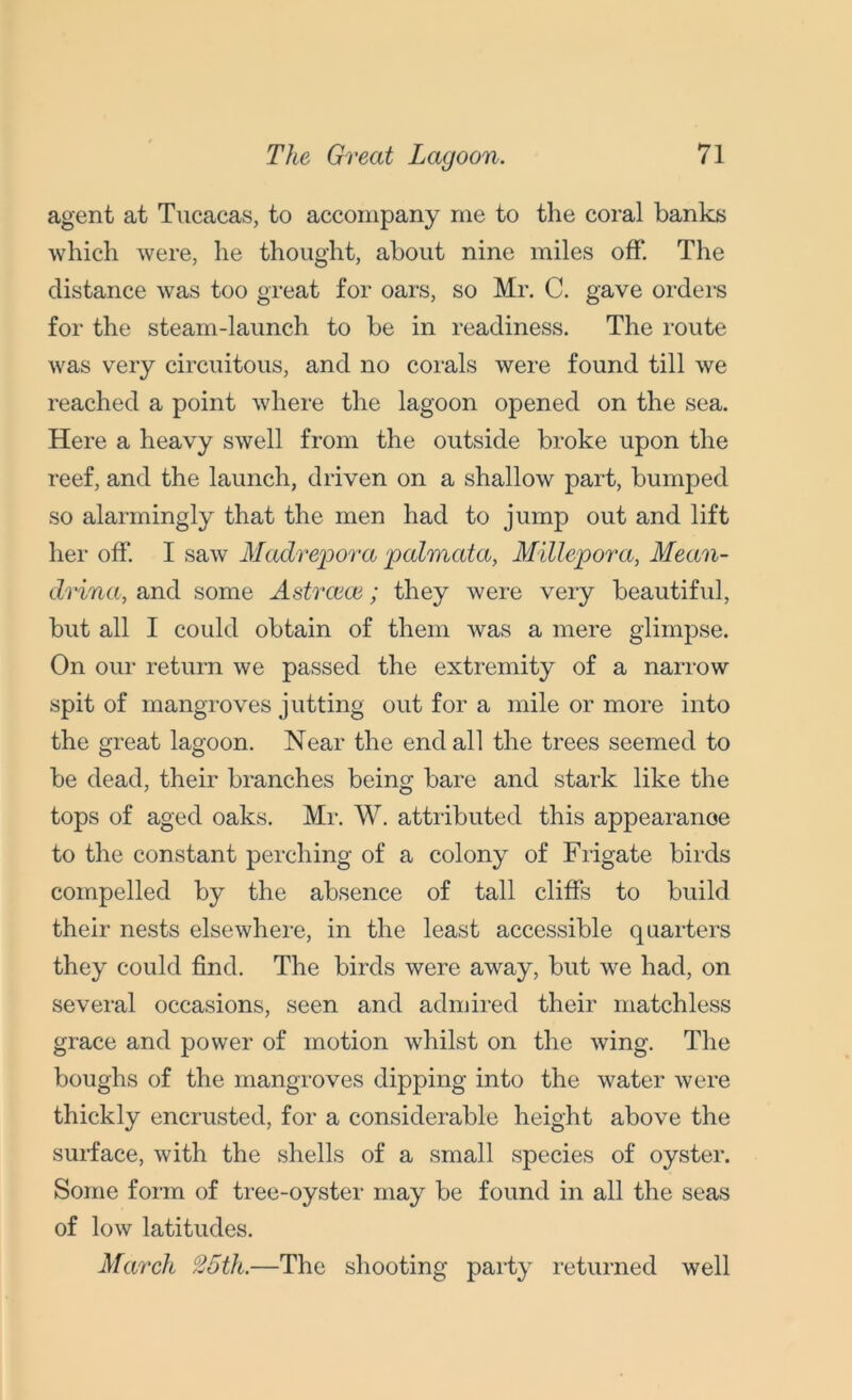 agent at Tucacas, to accompany me to the coral banks which were, he thought, about nine miles off. The distance was too great for oars, so Mr. C. gave orders for the steam-launch to be in readiness. The route was very circuitous, and no corals were found till we reached a point where the lagoon opened on the sea. Here a heavy swell from the outside broke upon the reef, and the launch, driven on a shallow part, bumped so alarmingly that the men had to jump out and lift her off. I saw Madrepora palmata, Millepora, Mean- drina, and some Astrcece; they were very beautiful, but all I could obtain of them was a mere glimpse. On our return we passed the extremity of a narrow spit of mangroves jutting out for a mile or more into the great lagoon. Near the end all the trees seemed to be dead, their branches being bare and stark like the tops of aged oaks. Mr. W. attributed this appearanoe to the constant perching of a colony of Frigate birds compelled by the absence of tall cliffs to build their nests elsewhere, in the least accessible quarters they could find. The birds were away, but we had, on several occasions, seen and admired their matchless grace and power of motion whilst on the wing. The boughs of the mangroves dipping into the water were thickly encrusted, for a considerable height above the surface, with the shells of a small species of oyster. Some form of tree-oyster may be found in all the seas of low latitudes. March c25th.—The shooting party returned well