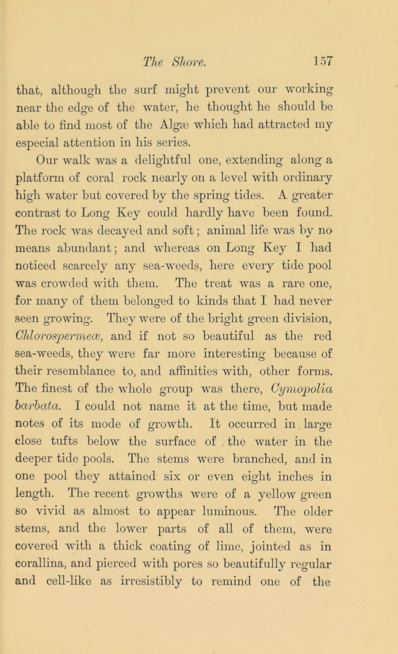 that, although the surf might prevent our working near the edge of the water, he thought he should be able to find most of the Algm which had attracted my especial attention in his scries. Our walk was a delightful one, extending along a platform of coral rock nearly on a level with ordinary high water but covered by the spring tides. A greater contrast to Long Key could hardly have been found. The rock was decayed and soft; animal life was by no means abundant; and whereas on Long Key I had noticed scarcely any sea-weeds, here every tide pool was crowded with them. The treat was a rare one, for many of them belonged to kinds that I had never seen growing. They were of the bright green division, Chlorospermece, and if not so beautiful as the red sea-weeds, they were far more interesting because of their resemblance to, and affinities with, other forms. The finest of the whole group was there, Cymopolia barbata. I could not name it at the time, but made notes of its mode of growth. It occurred in large close tufts below the surface of , the water in the deeper tide pools. The stems were branched, and in one pool they attained six or even eight inches in length. The recent growths were of a yellow green so vivid as almost to appear luminous. The older stems, and the lower parts of all of them, were covered with a thick coating of lime, jointed as in corallina, and pierced with pores so beautifully regular and cell-like as irresistibly to remind one of the