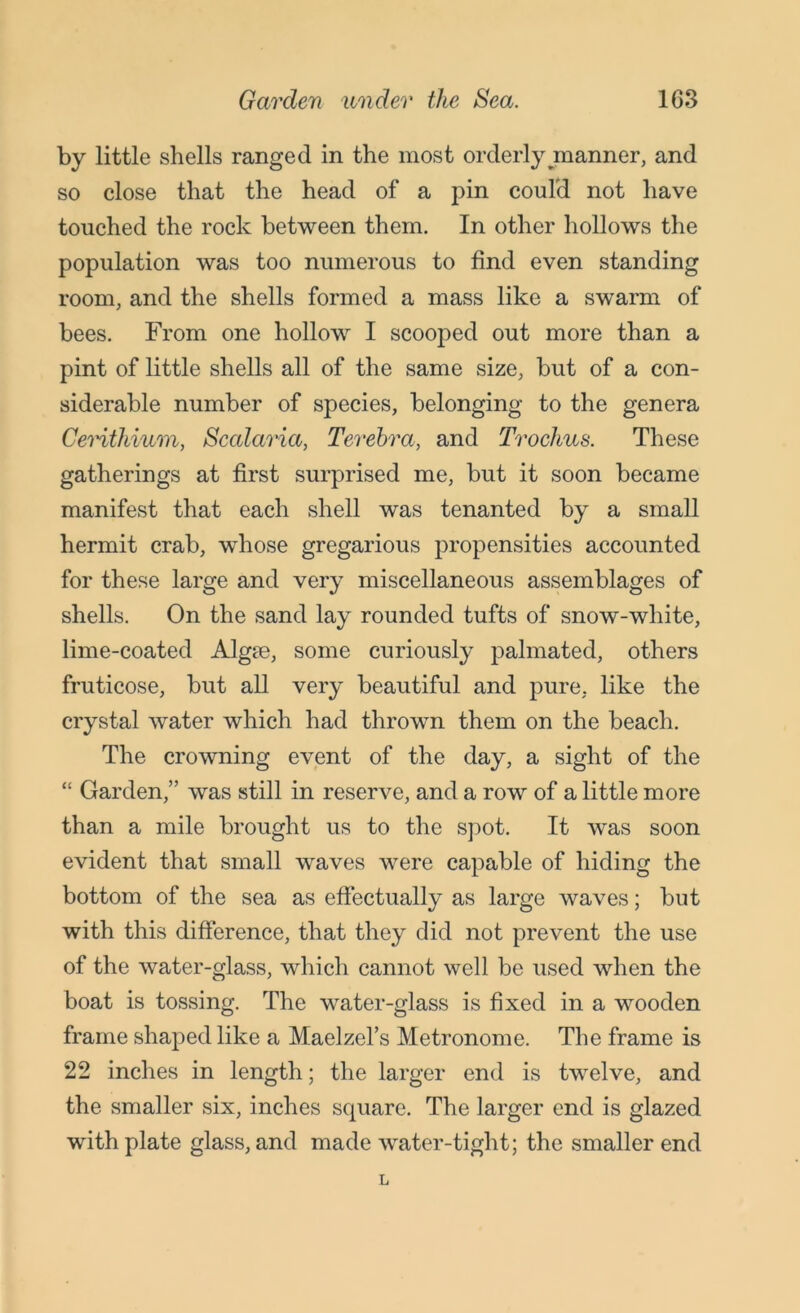 by little shells ranged in the most orderly manner, and so close that the head of a pin could not have touched the rock between them. In other hollows the population was too numerous to find even standing room, and the shells formed a mass like a swarm of bees. From one hollow I scooped out more than a pint of little shells all of the same size, but of a con- siderable number of species, belonging to the genera Cerithium, Scalaria, Terebra, and Trochus. These gatherings at first surprised me, but it soon became manifest that each shell was tenanted by a small hermit crab, whose gregarious propensities accounted for these large and very miscellaneous assemblages of shells. On the sand lay rounded tufts of snow-white, lime-coated Alg?e, some curiously palmated, others fruticose, but all very beautiful and pure, like the crystal water which had thrown them on the beach. The crowning event of the day, a sight of the “ Garden,” was still in reserve, and a row of a little more than a mile brought us to the spot. It was soon evident that small waves were capable of hiding the bottom of the sea as effectually as large waves; but with this difference, that they did not prevent the use of the water-glass, which cannot well be used when the boat is tossing. The water-glass is fixed in a wooden frame shaped like a Maelzel’s Metronome. The frame is 22 inches in length; the larger end is twelve, and the smaller six, inches square. The larger end is glazed with plate glass, and made water-tight; the smaller end