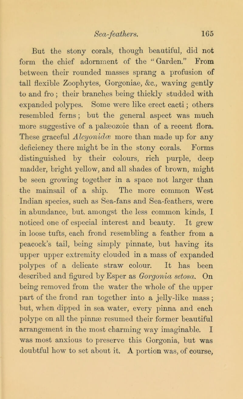 Sea-feathers. 1G5 But the stony corals, though beautiful, did not form the chief adornment of the “ Garden.” From between their rounded masses sprang a profusion of tall flexible Zoophytes, Gorgoniae, &c., waving gently to and fro ; their branches being thickly studded with expanded polypes. Some were like erect cacti; others resembled ferns; but the general aspect was much more suggestive of a palaeozoic than of a recent flora. These graceful Alcyonidce more than made up for any deficiency there might be in the stony corals. Forms distinguished by their colours, rich purple, deep madder, bright yellow, and all shades of brown, might be seen growing together in a space not larger than the mainsail of a ship. The more common West Indian species, such as Sea-fans and Sea-feathers, were in abundance, but. amongst the less common kinds, I noticed one of especial interest and beauty. It grew in loose tufts, each frond resembling a feather from a peacock’s tail, being simply pinnate, but having its upper upper extremity clouded in a mass of expanded polypes of a delicate straw colour. It has been described and figured by Esper as Gorgonia setosa. On being removed from the water the whole of the upper part of the frond ran together into a jelly-like mass; but, when dipped in sea water, every pinna and each polype on all the pinnae resumed their former beautiful arrangement in the most charming way imaginable. I was most anxious to preserve this Gorgonia, but was doubtful how to set about it. A portion was, of course,