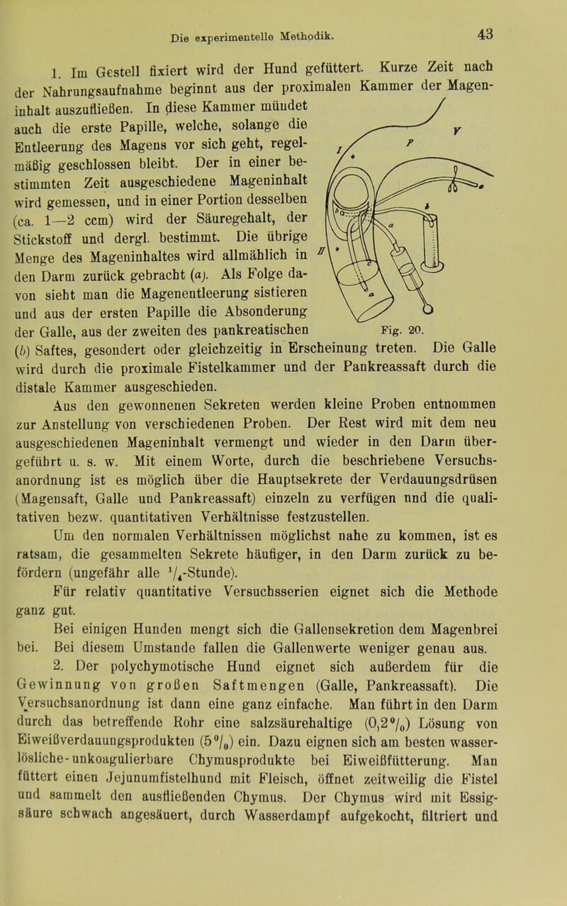 ff\ * Fig. 20. 1. Im Gestell fixiert wird der Hund gefüttert. Kurze Zeit nach der Nahrungsaufnahme beginnt aus der proximalen Kammer der Magen- inhalt auszufließen. In ^iese Kammer müudet auch die erste Papille, welche, solange die Entleerung des Magens vor sich geht, regel- mäßig geschlossen bleibt. Der in einer be- stimmten Zeit ausgeschiedene Mageninhalt wird gemessen, und in einer Portion desselben (ca. 1—2 ccm) wird der Säuregehalt, der Stickstoff und dergl. bestimmt. Die übrige Menge des Mageninhaltes wird allmählich in den Darm zurück gebracht (aj. Als Folge da- von sieht man die Magenentleerung sistieren und aus der ersten Papille die Absonderung der Galle, aus der zweiten des pankreatischen (6) Saftes, gesondert oder gleichzeitig in Erscheinung treten. Die Galle wird durch die proximale Fistelkammer und der Pankreassaft durch die distale Kammer ausgeschieden. Aus den gewonnenen Sekreten werden kleine Proben entnommen zur Anstellung von verschiedenen Proben. Der Rest wird mit dem neu ausgeschiedenen Mageninhalt vermengt und wieder in den Darm über- geführt u. s. w. Mit einem Worte, durch die beschriebene Versuchs- anordnung ist es möglich über die Hauptsekrete der Verdauungsdrüsen (Magensaft, Galle und Pankreassaft) einzeln zu verfügen nnd die quali- tativen bezw. quantitativen Verhältnisse festzustellen. Um den normalen Verhältnissen möglichst nahe zu kommen, ist es ratsam, die gesammelten Sekrete häufiger, in den Darm zurück zu be- fördern (ungefähr alle V4'Stunde). Für relativ quantitative Versuchsserien eignet sich die Methode ganz gut. Bei einigen Hunden mengt sich die Gallensekretion dem Magenbrei bei. Bei diesem Umstande fallen die Gallenwerte weniger genau aus. 2. Der polychymotische Hund eignet sich außerdem für die Gewinnung von großen Saftmengen (Galle, Pankreassaft). Die Versuchsanordnung ist dann eine ganz einfache. Man führt in den Darm durch das betreffende Rohr eine salzsäurehaltige (0,2®/o) Lösung von Eiweißverdauungsprodukten (5®/^) ein. Dazu eignen sich am besten wasser- lösliche-unkoagulierbare Chymusprodukte bei Eiweißfütterung. Man füttert einen Jejunumfistelhund mit Fleisch, öffnet zeitweilig die Fistel und sammelt den ausfließonden Chymus. Der Chymus wird mit Essig- säure schwach angesäuert, durch Wasserdampf aufgekocht, filtriert und