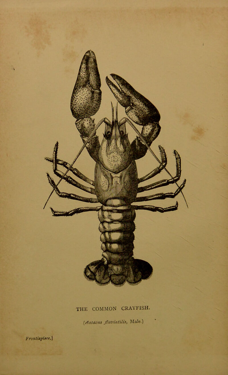 I Frontispifce.) THE COMMON CRAYFISH. (.Astdcus Jluviatilis, Male.)