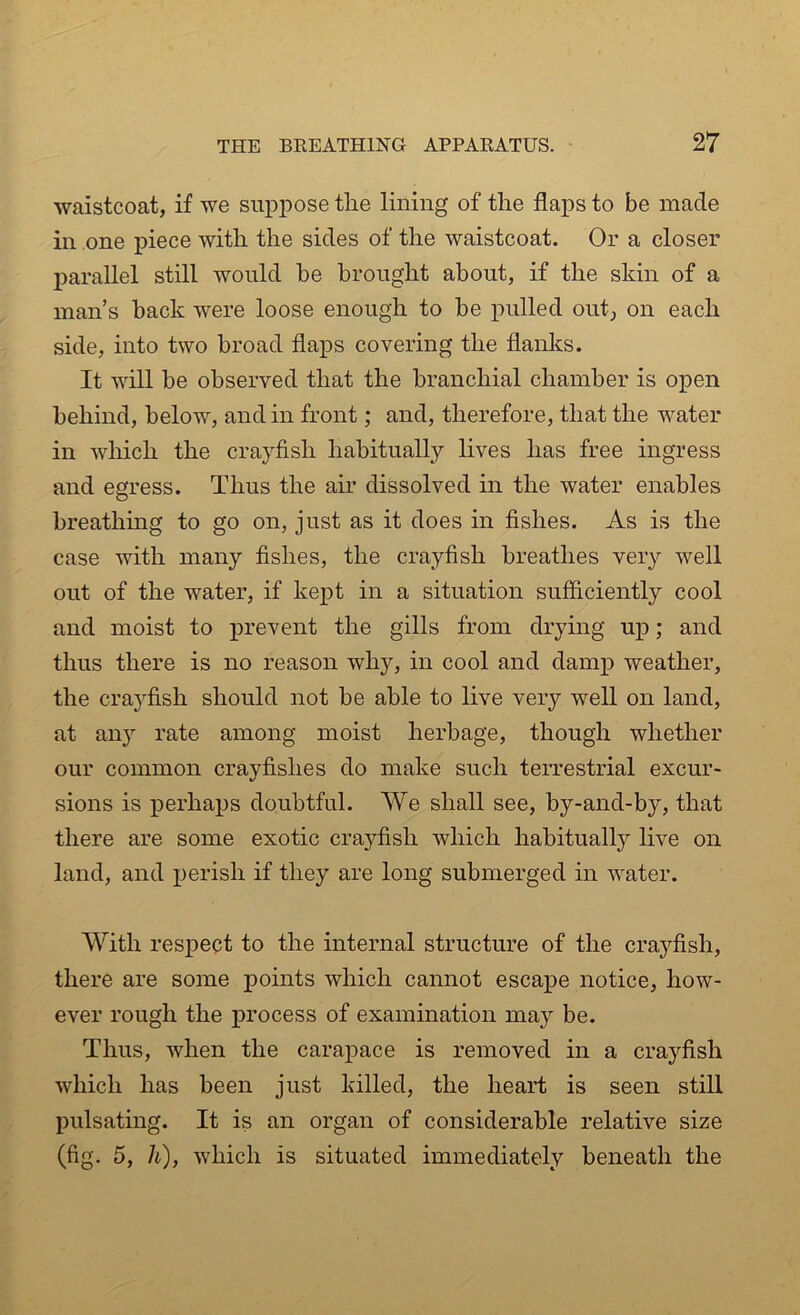 waistcoat, if we suppose the lining of the flaps to be made in one piece with the sides of the waistcoat. Or a closer parallel still would he brought about, if the skin of a man’s back were loose enough to be pulled out, on each side, into two broad flaps covering the flanks. It will be observed that the branchial chamber is open behind, below, and in front; and, therefore, that the water in which the crayfish habitually lives has free ingress and egress. Thus the air dissolved in the water enables breathing to go on, just as it does in fishes. As is the case with many fishes, the crayfish breathes very well out of the water, if kept in a situation sufficiently cool and moist to prevent the gills from drying up; and thus there is no reason wiry, in cool and damp weather, the crayfish should not be able to live very well on land, at an}r rate among moist herbage, though whether our common crayfishes do make such terrestrial excur- sions is perhaps doubtful. We shall see, by-and-by, that there are some exotic crayfish which habitually live on land, and perish if they are long submerged in water. With respect to the internal structure of the crayfish, there are some points which cannot escape notice, how- ever rough the process of examination may be. Thus, when the carapace is removed in a crayfish which has been just killed, the heart is seen still pulsating. It is an organ of considerable relative size (fig. 5, h), which is situated immediately beneath the